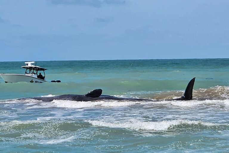 Experts work to free 70ft sperm whale stranded on sandbar