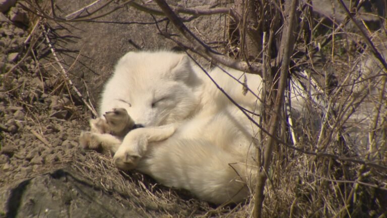 Hundreds of families flock to Montreal’s Ecomuseum Zoo for annual Easter tradition