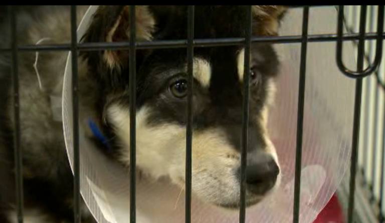 B.C. animal organization needs foster homes for dogs due to increasing surrenders