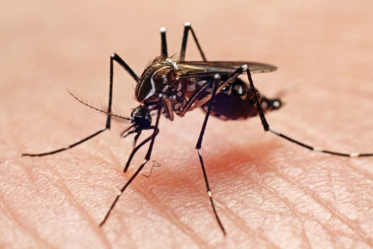 Province to fog Winkler over concern of possible West Nile virus