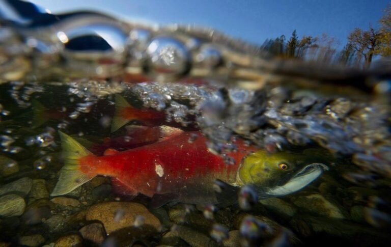 Excessive road salt could be hurting juvenile salmon in Lower Mainland