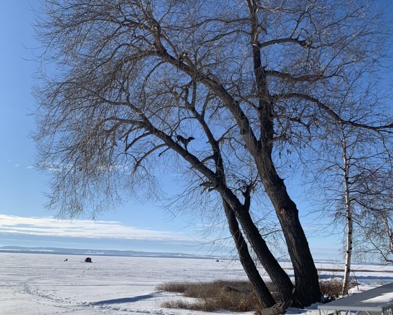 Squirrel-chasing dog defies gravity with 50-foot tree climb in Alberta