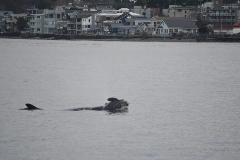 Heartbreaking photos show orca carrying her dead calf, just as she did for weeks in 2018