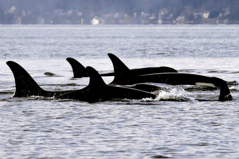 A girl! Good news for J-pod, as new orca calf is female