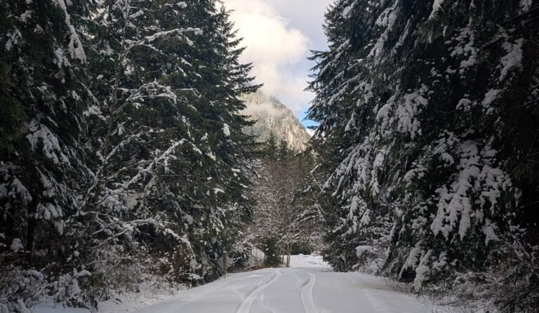 More drought worries as unusually dry January leaves B.C. snowpacks depleted