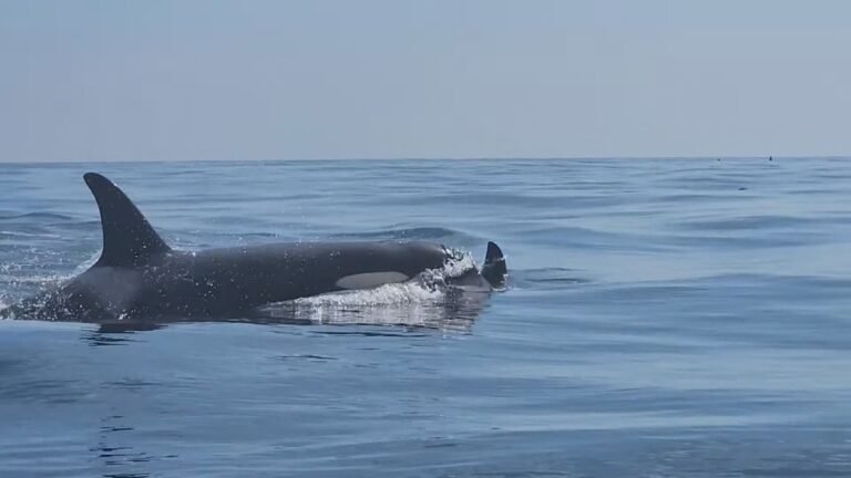 B.C. woman fined for paddleboarding too close to orca pod