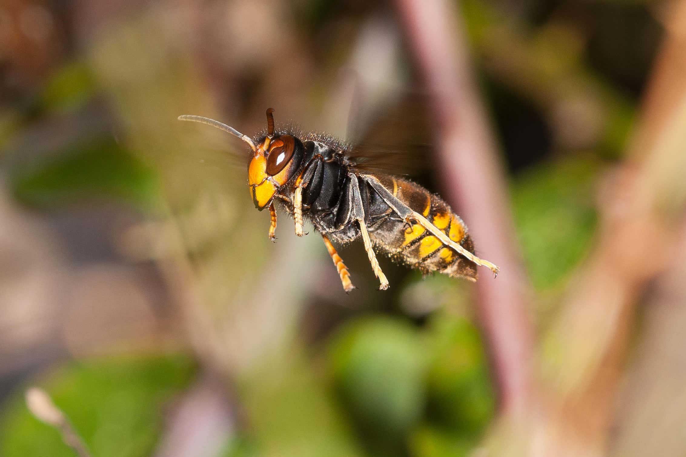 The Asian or yellow-legged hornet is a non-native predator that feeds on honeybees