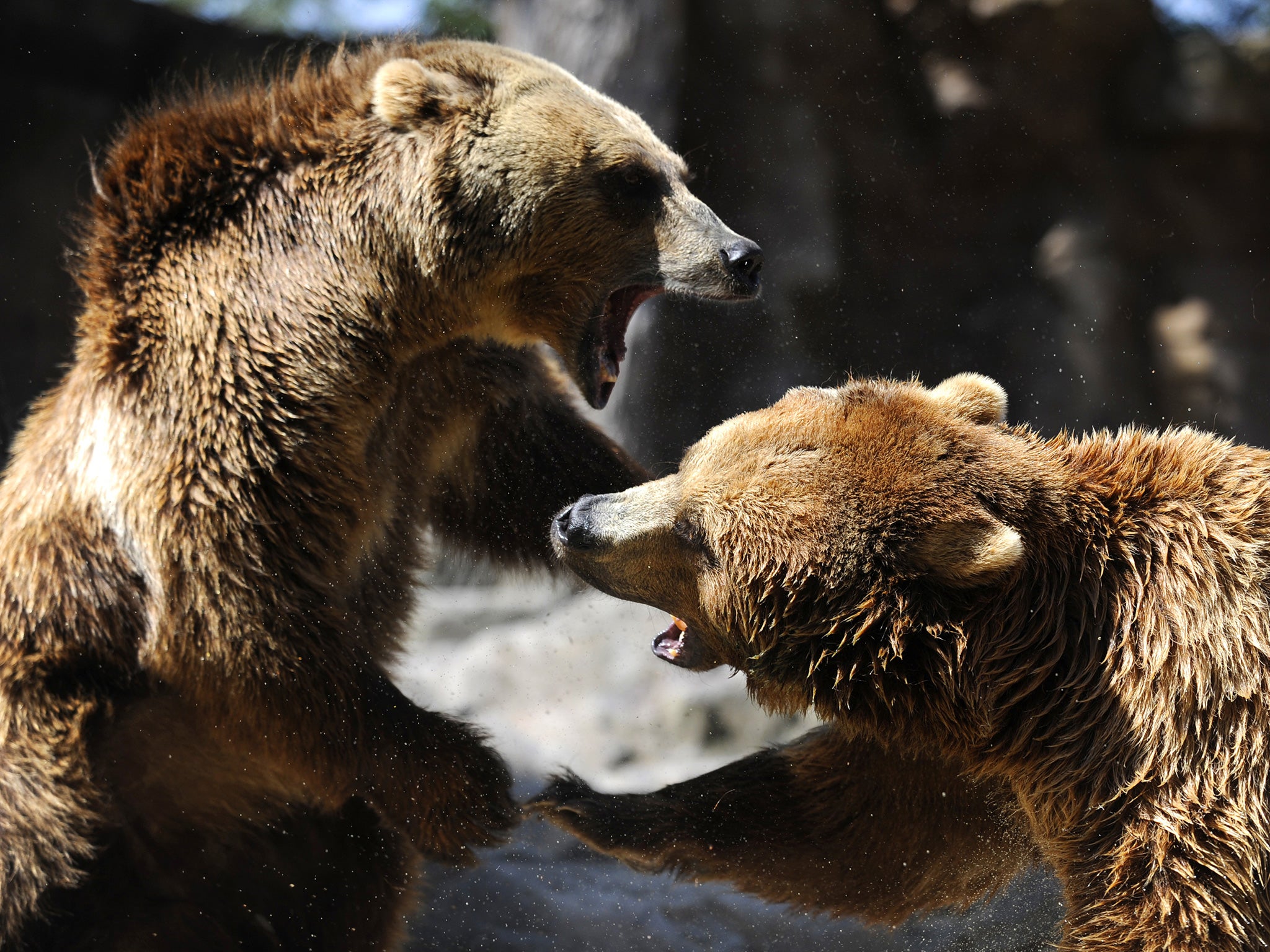 Every bear encounter is different