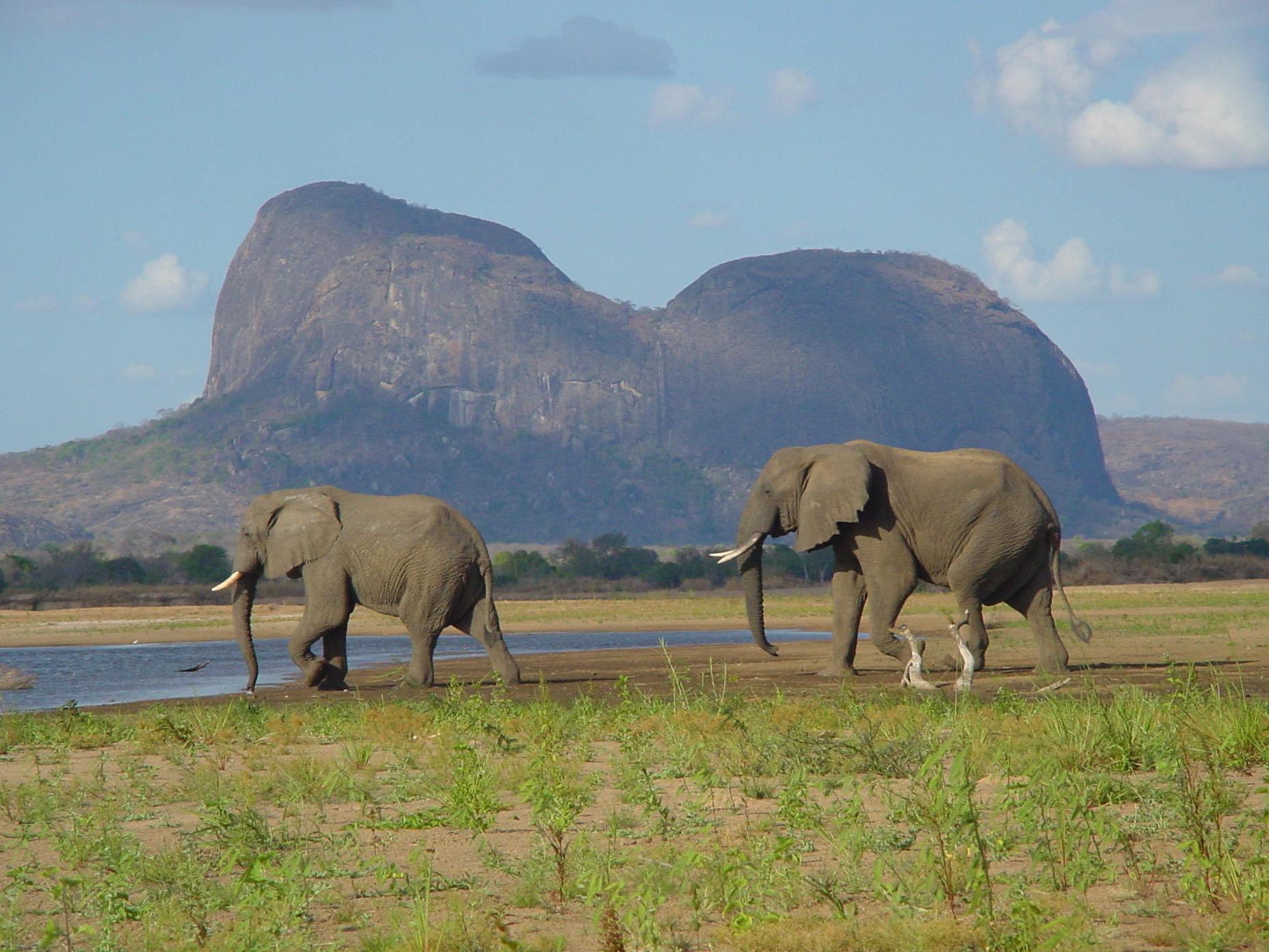 Derek Littleton, Conservation Manager at Northern Mozambique's Niassa National Reserve, on the desperate need for action
