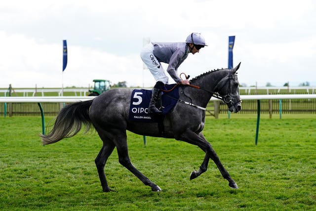 Fallen Angel, seen here in her previous colours, is a big Ascot hope for Doyle