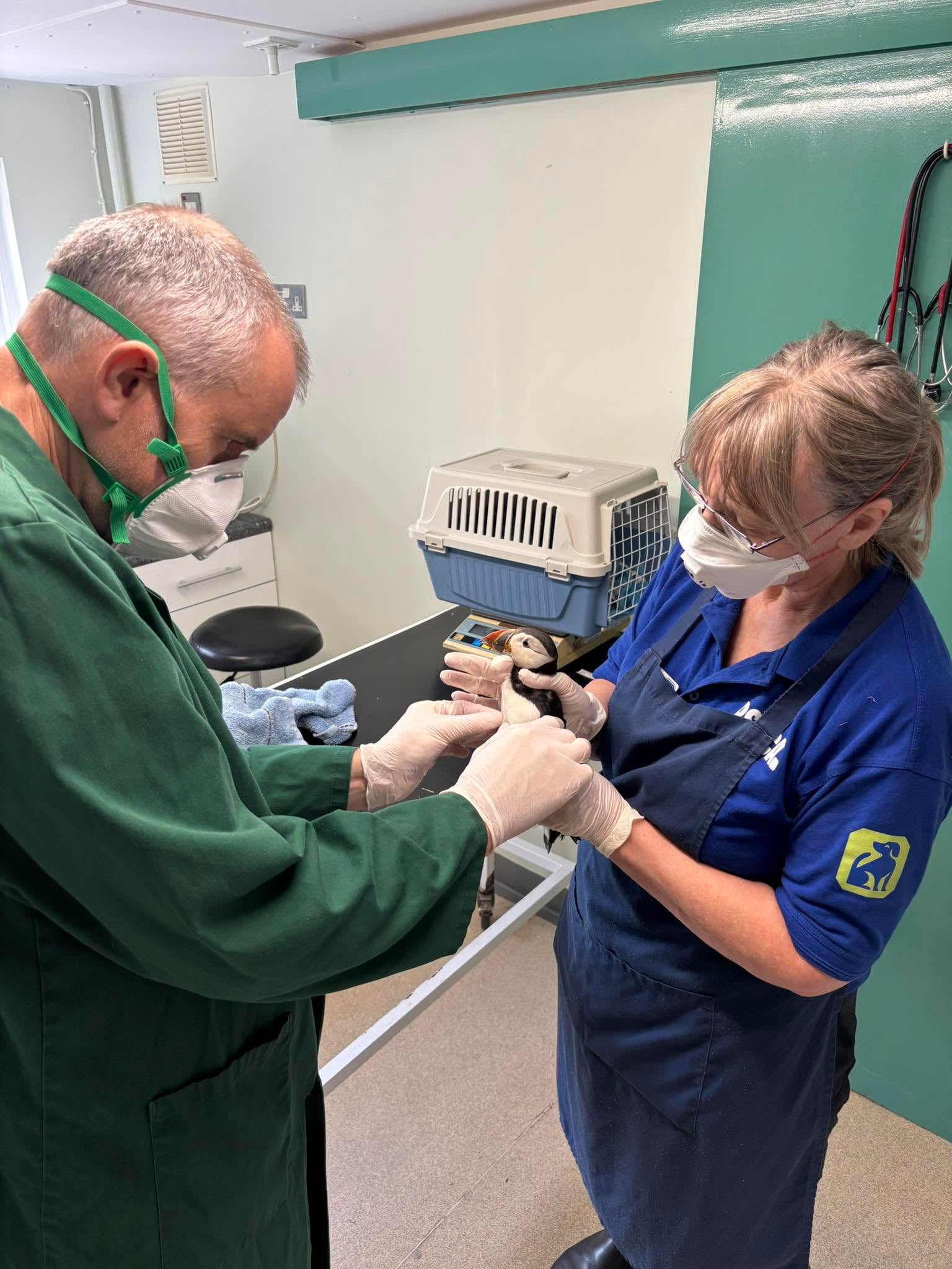 Oona being examined at the RSPCA West Hatch Wildlife Centre