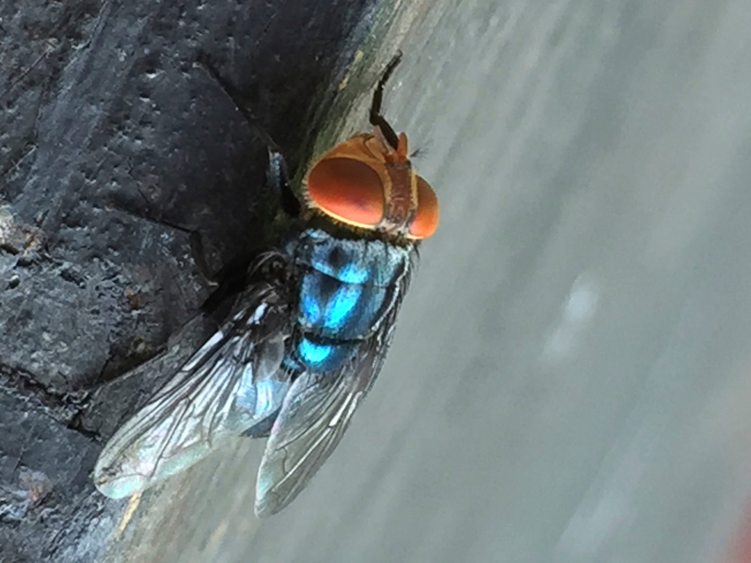 An adult New World Screwworm fly. The U.S. Department of Agriculture will produce sterile male flies and release them on Texas and Mexico in an effort to reduce theNew World Screwworm population.