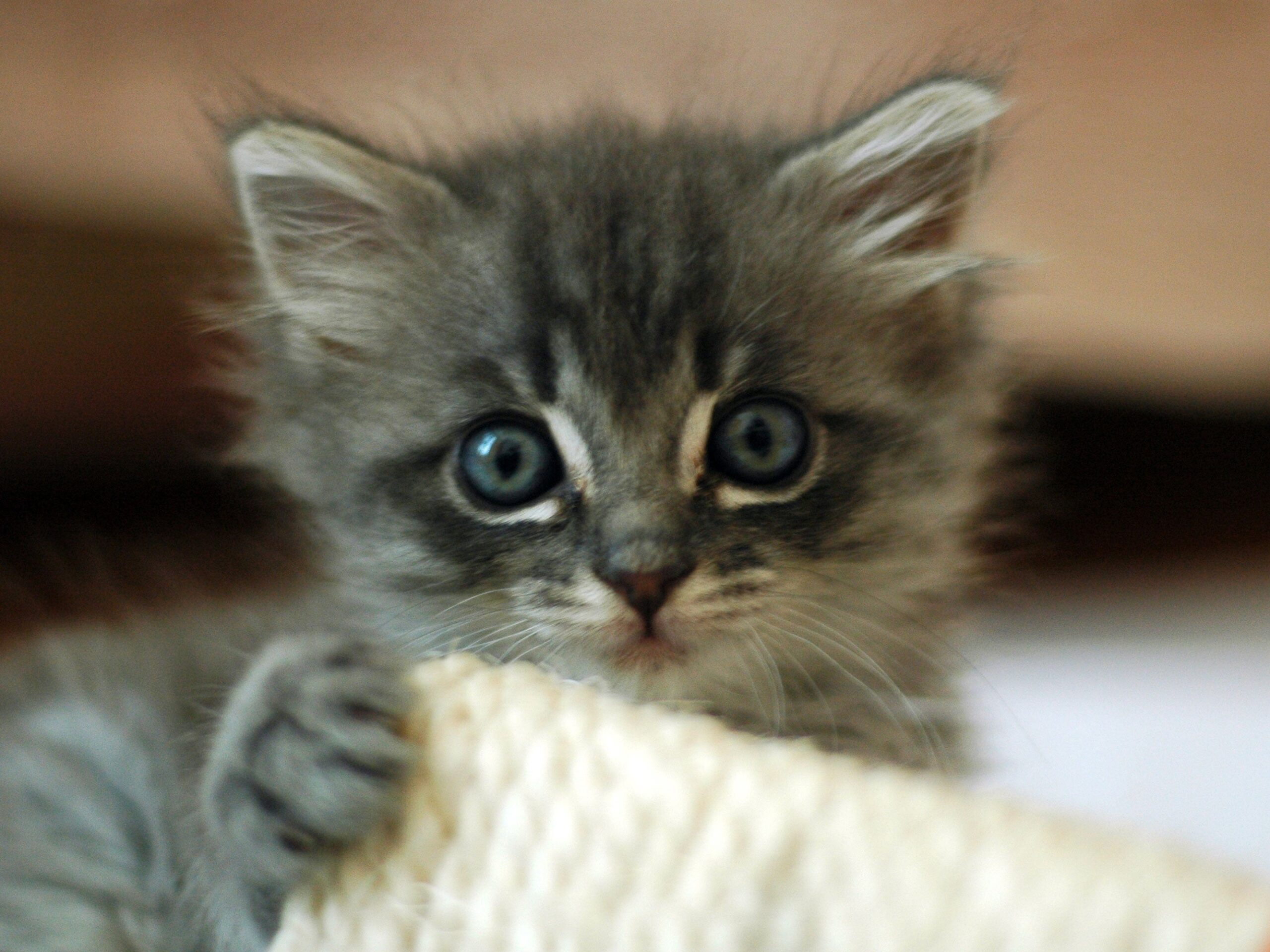 The Animal Welfare (Import of Dogs, Cats and Ferrets) Bill was supported by the Government and will now proceed to the House of Lords on its passage to becoming law