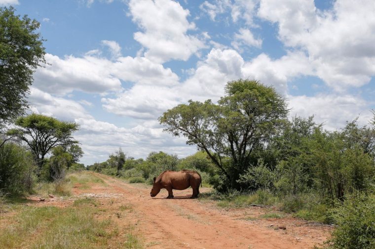 Seha, a ten year old rhino bull that was poached and de-horned, walks in the wild after his relocation at Marataba Conservation Camps in Thabazimbi, some 250km from Johannesburg, on January 24, 2022. (Photo by Phill Magakoe / AFP) (Photo by PHILL MAGAKOE/AFP via Getty Images)