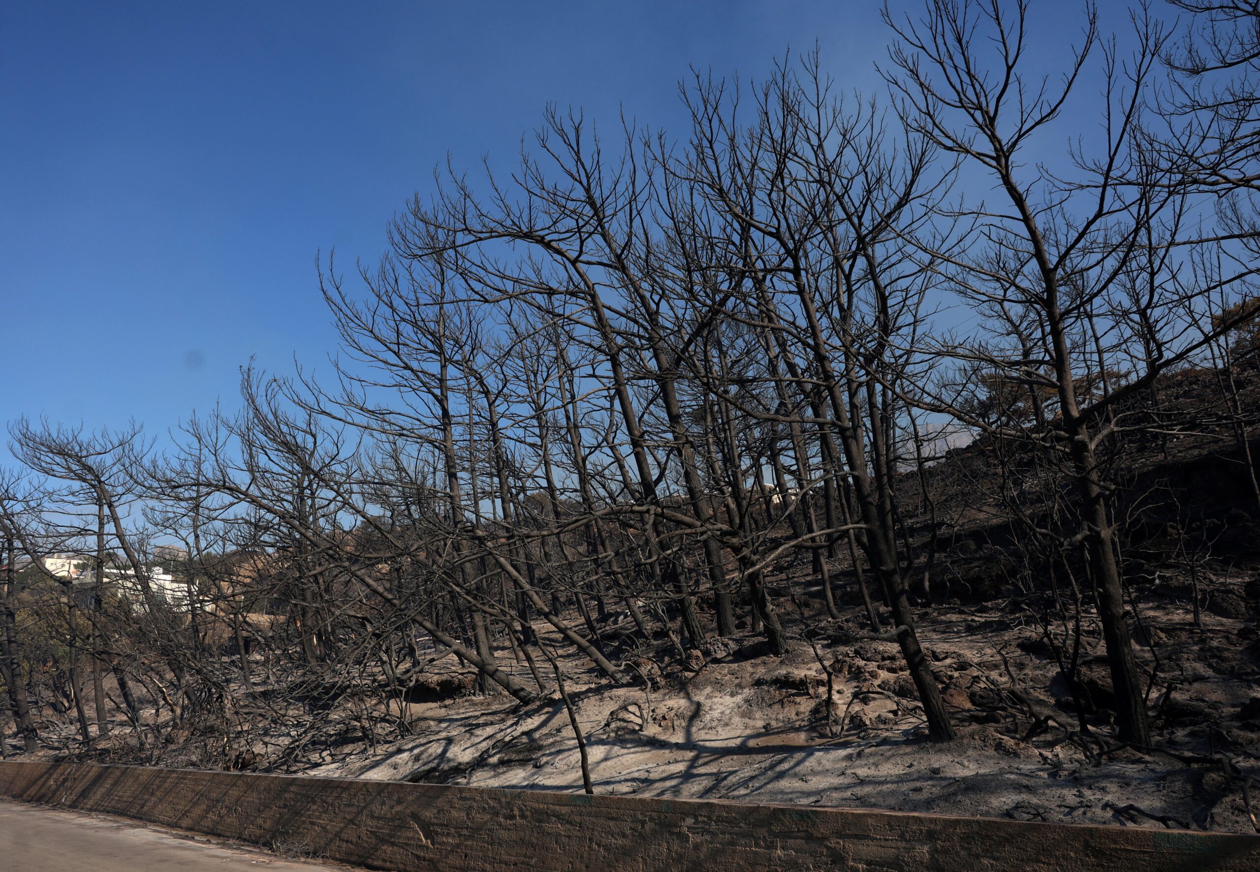 Trees have been burnt following the wildfires