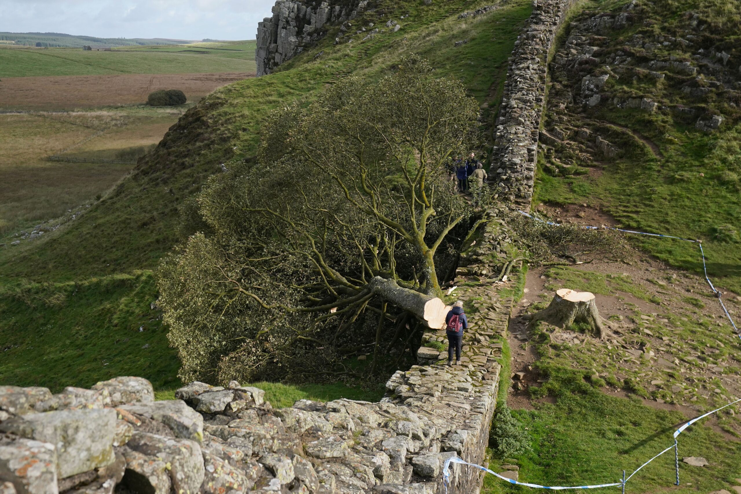 The felled Sycamore Gap tree on Hadrian’s Wall in Northumberland