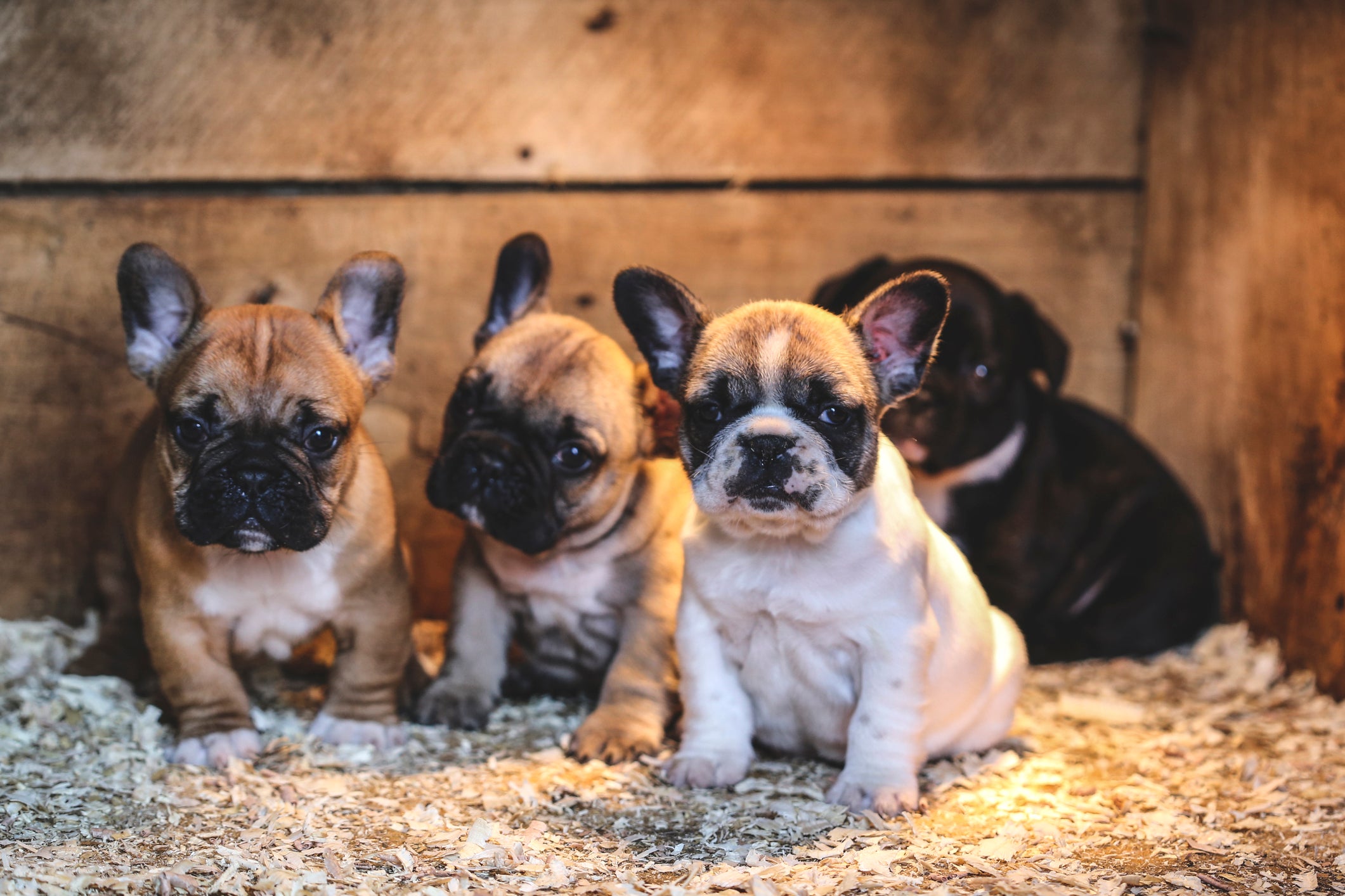 Legislation put forward by Liberal Democrat MP Dr Danny Chambers will ban the import of puppies and kittens under six months old