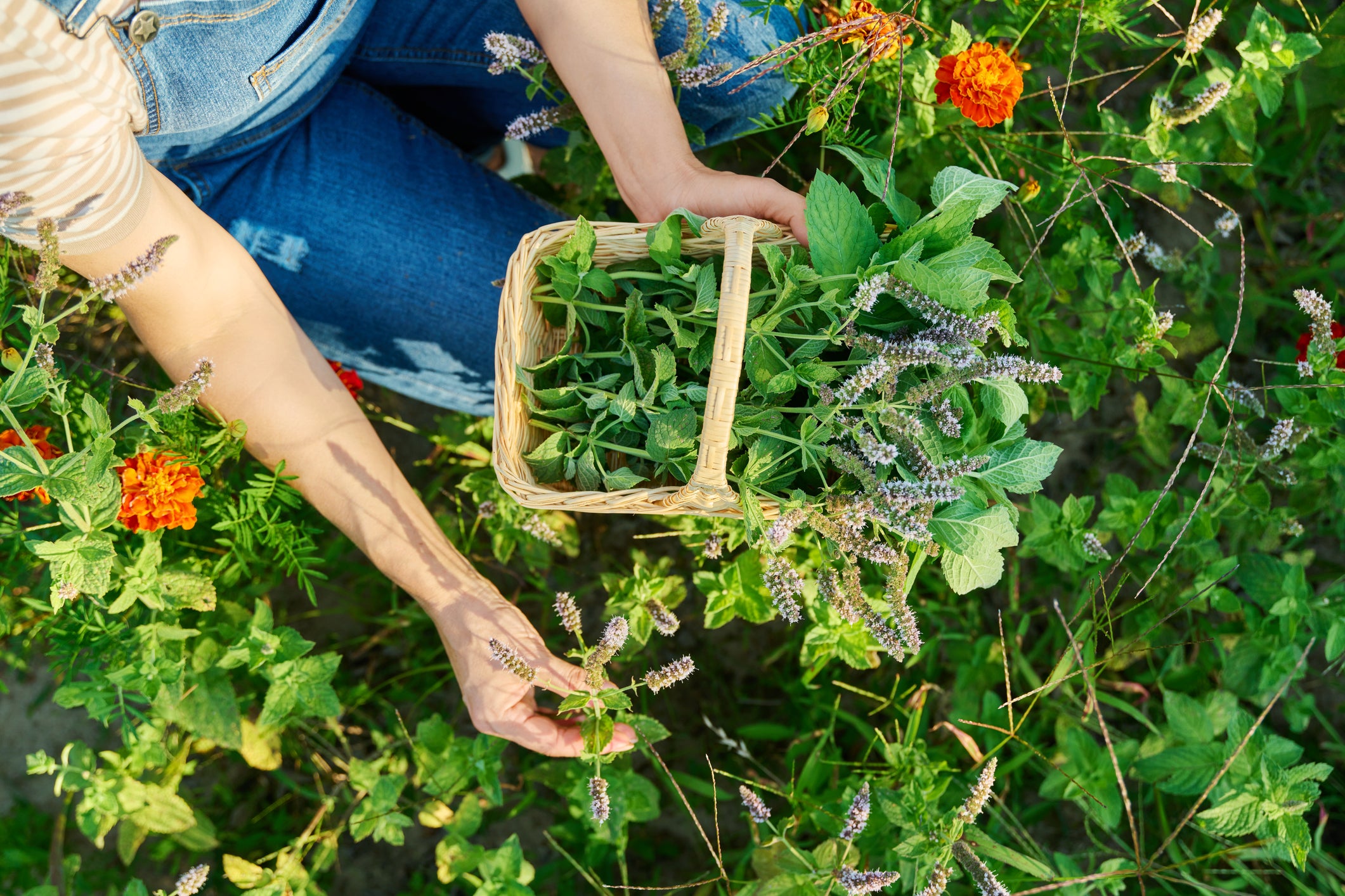 Mediterranean shrubs like lavender, rosemary, sage and thyme are naturally adapted to dry conditions