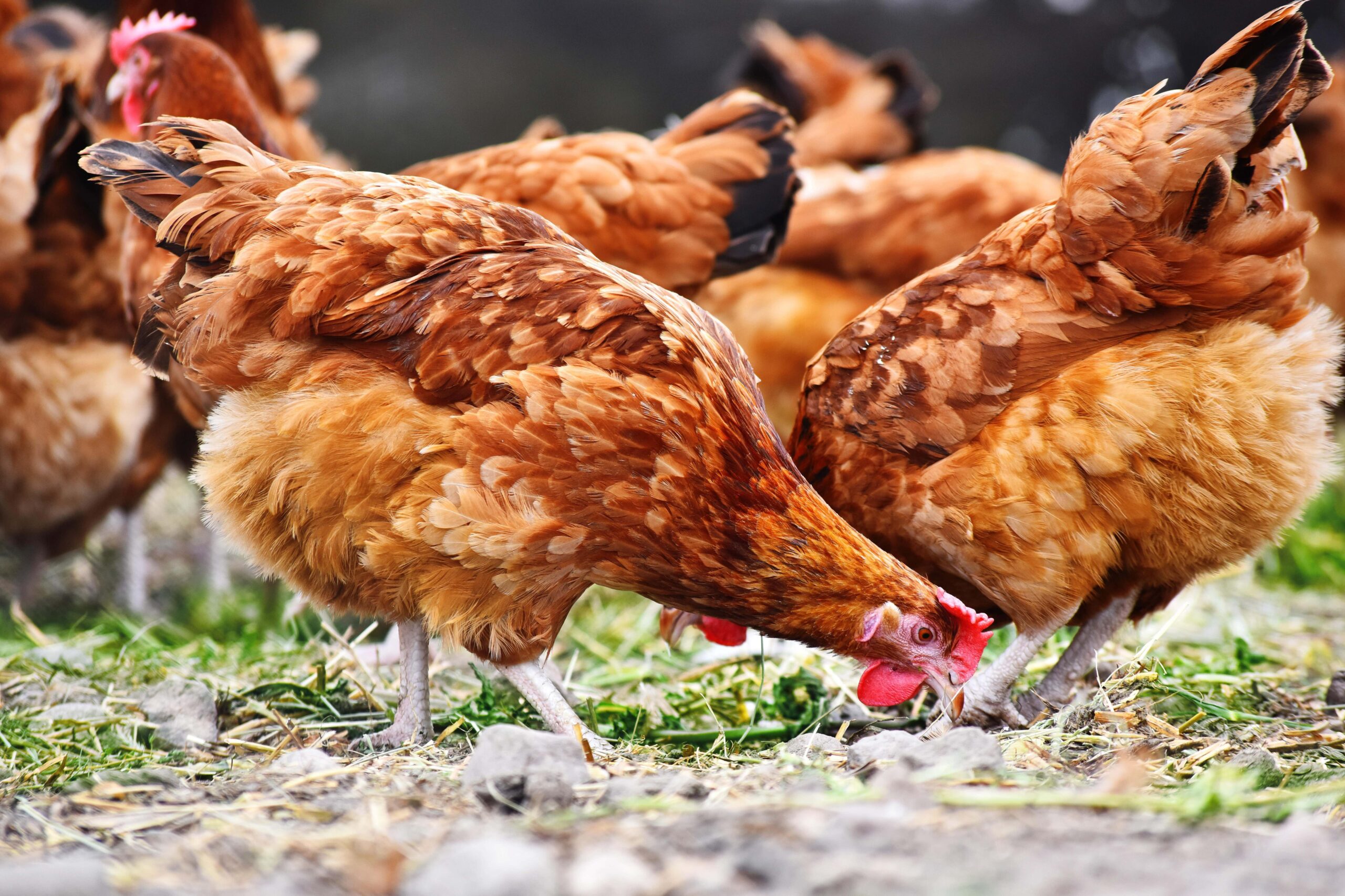 The significant impacts of pig and poultry production in the UK extend well beyond the intensive farming units themselves