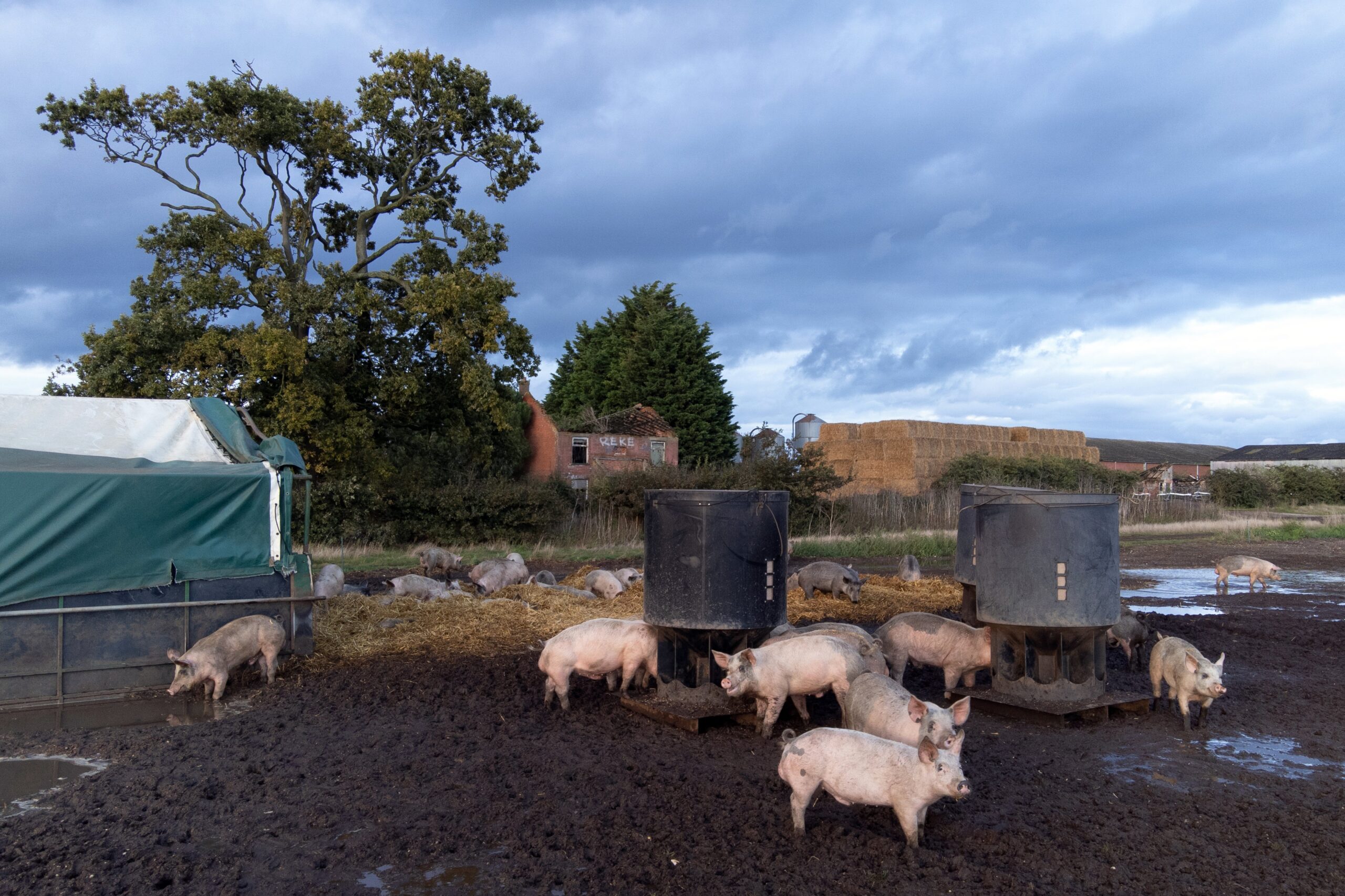 Pollution from pig and poultry farming in rivers harms the water quality and the wildlife that lives in the freshwater environment