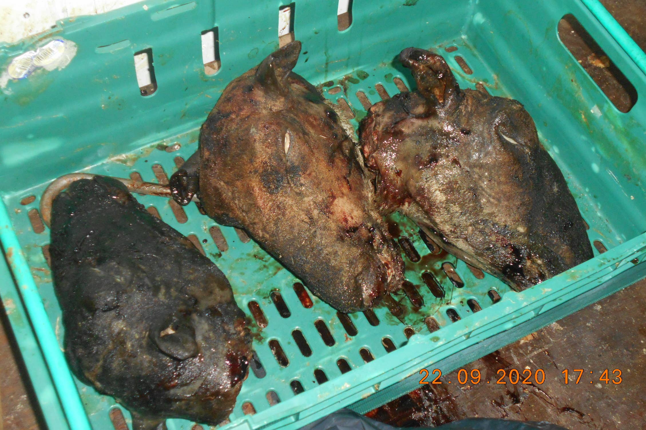 Some of the meat found during the investigation (Southwark Council/PA)