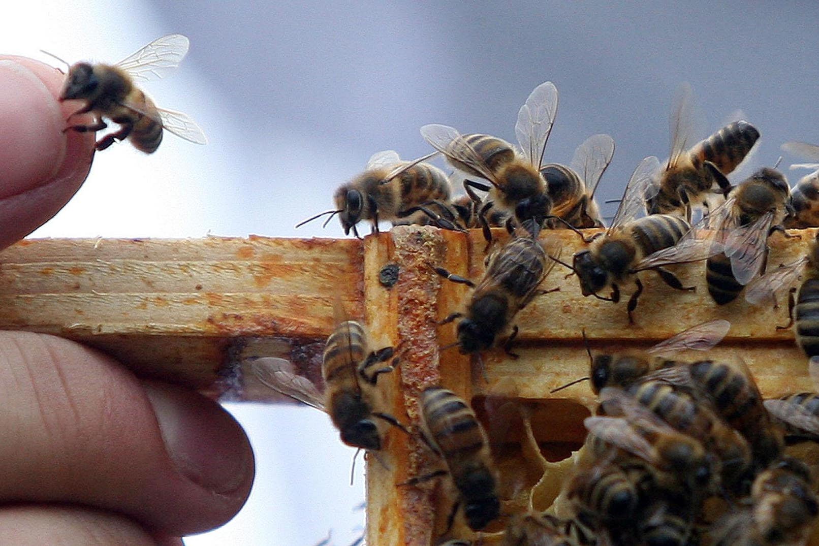 Until now, pollen substitutes have lacked all the nutrients honeybees need