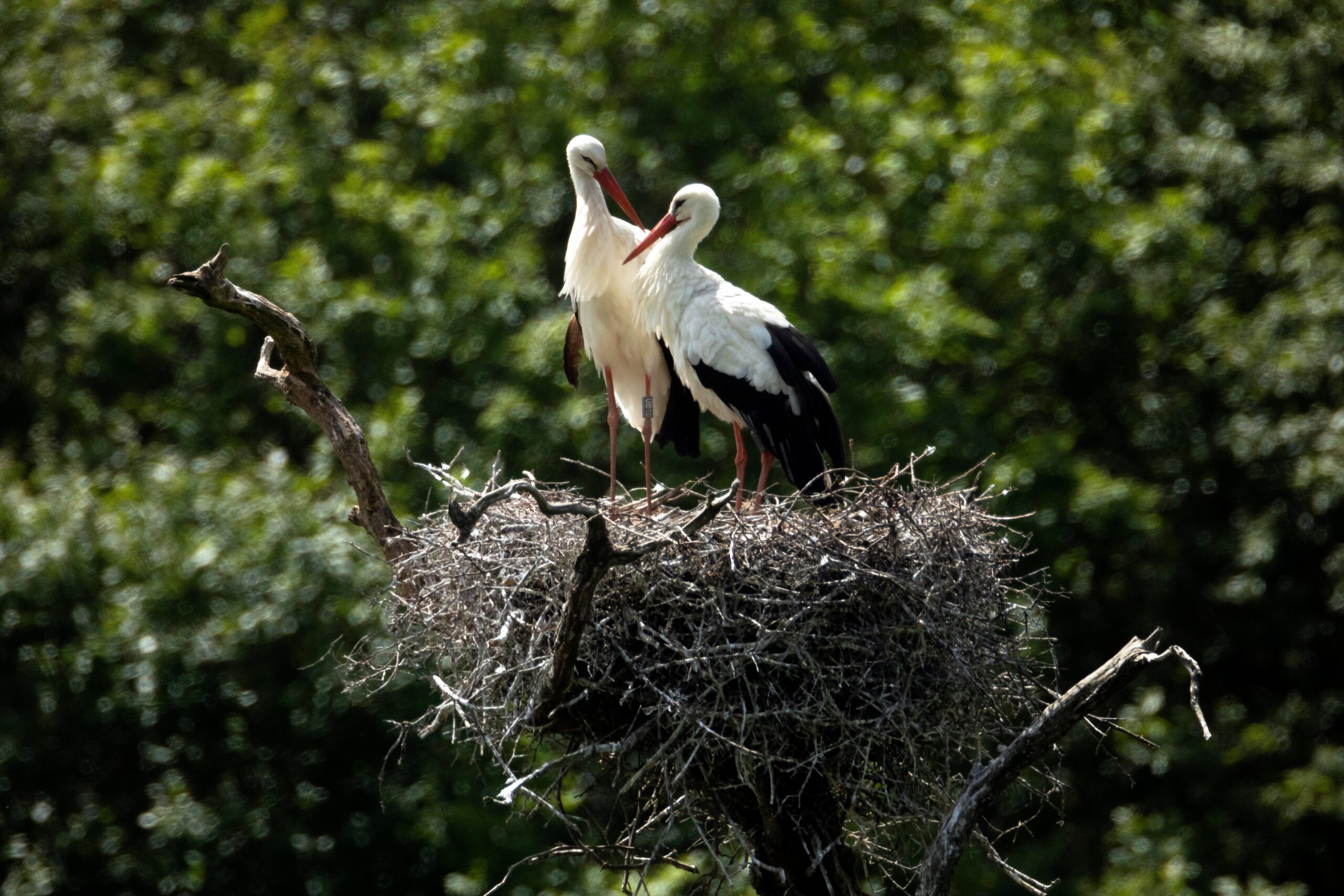 Taking stork of the situation: the iconic tall birds at Knepp in West Sussex where they were first reintroduced in 2016