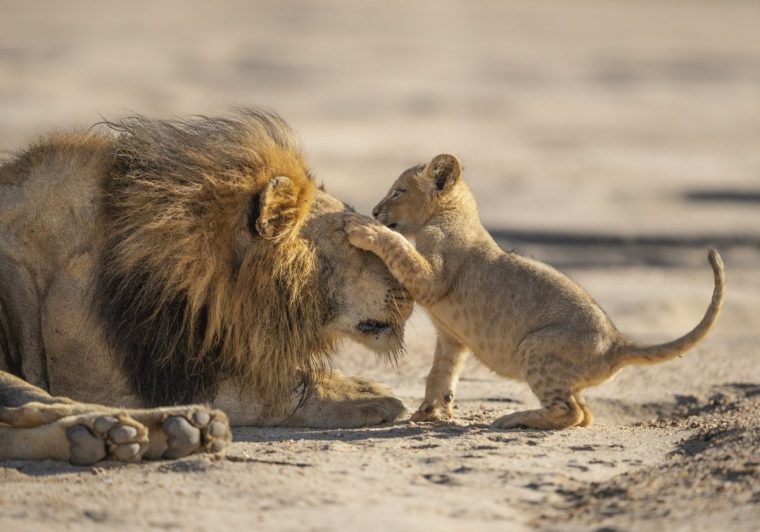 TX DATE:03-08-2025,TX WEEK:31,EMBARGOED UNTIL:29-07-2025 00:00:00,DESCRIPTION:A father lion patiently playing with his young cub.,COPYRIGHT:Russ Maclaughlin,CREDIT LINE:BBC/Silverback Films/Russ Maclaughlin
