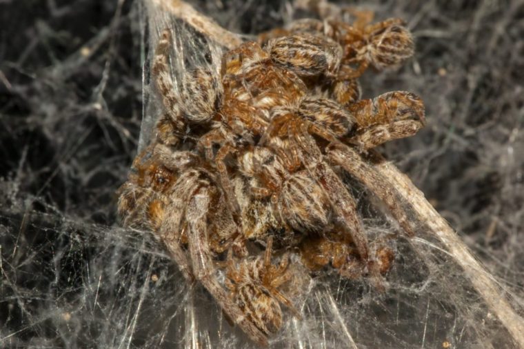 TX DATE:03-08-2025,TX WEEK:31,EMBARGOED UNTIL:29-07-2025 00:00:00,DESCRIPTION:An African Social Spider mother sacrifices herself to her hungry and growing spiderlings, Namibia,COPYRIGHT:Tharina Bird /Silverback Films,CREDIT LINE:BBC/Silverback Films/Tharina Bird