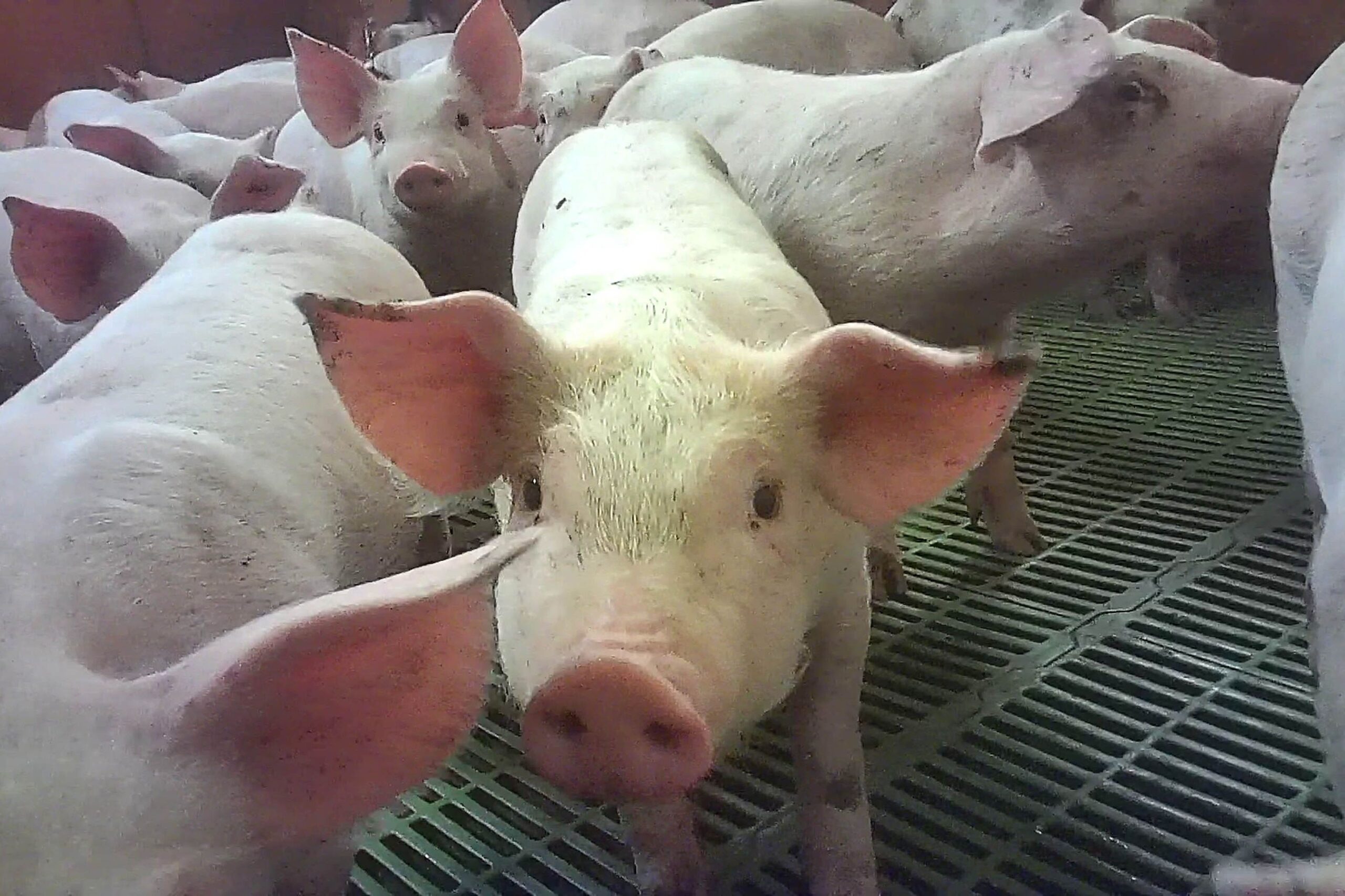 Pigs at British meat producer Cranswickâs Northmoor Farm (Animal Justice Project / PA).