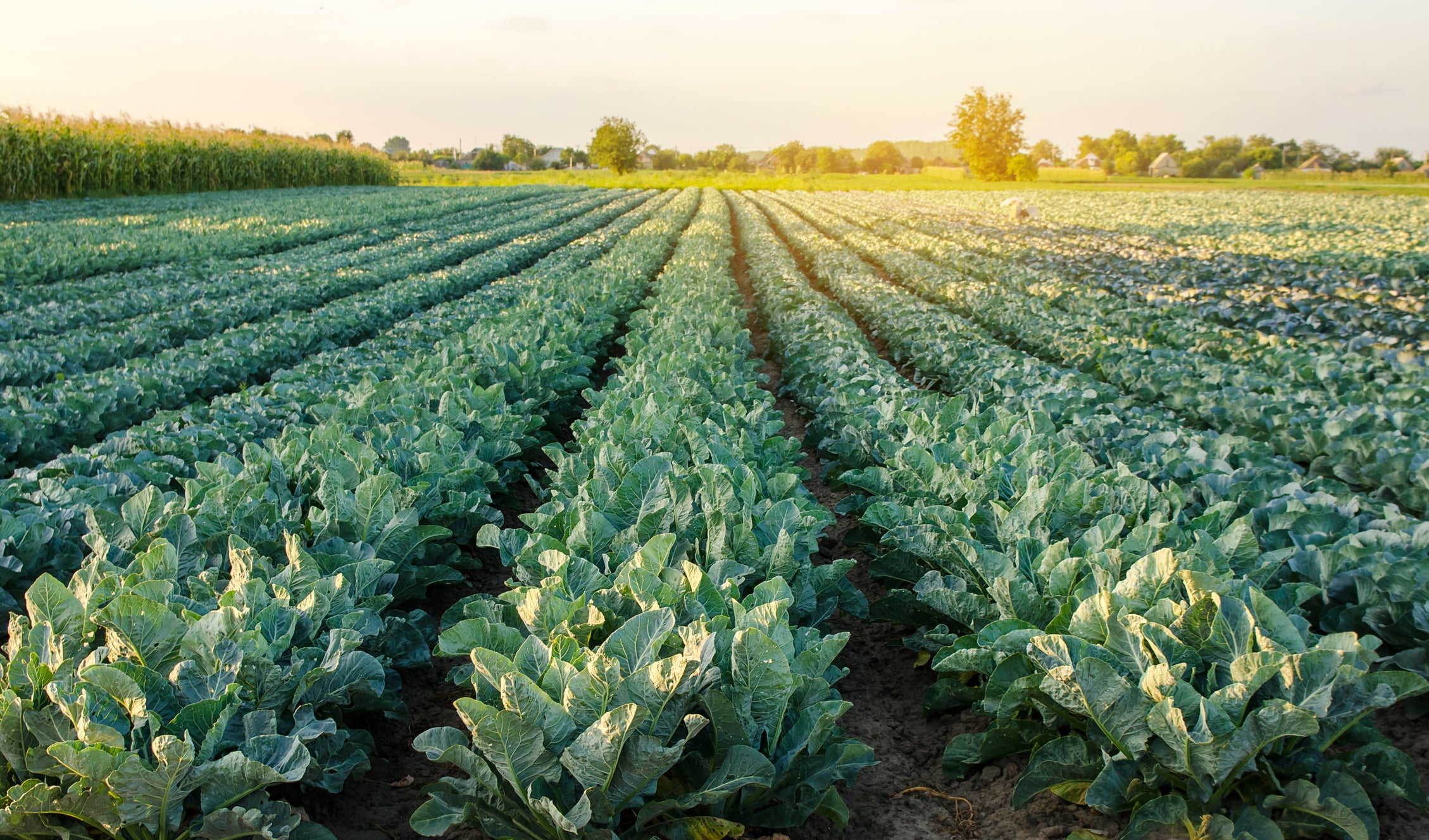 Britain may soon be facing a broccoli shortage, farmers have warned