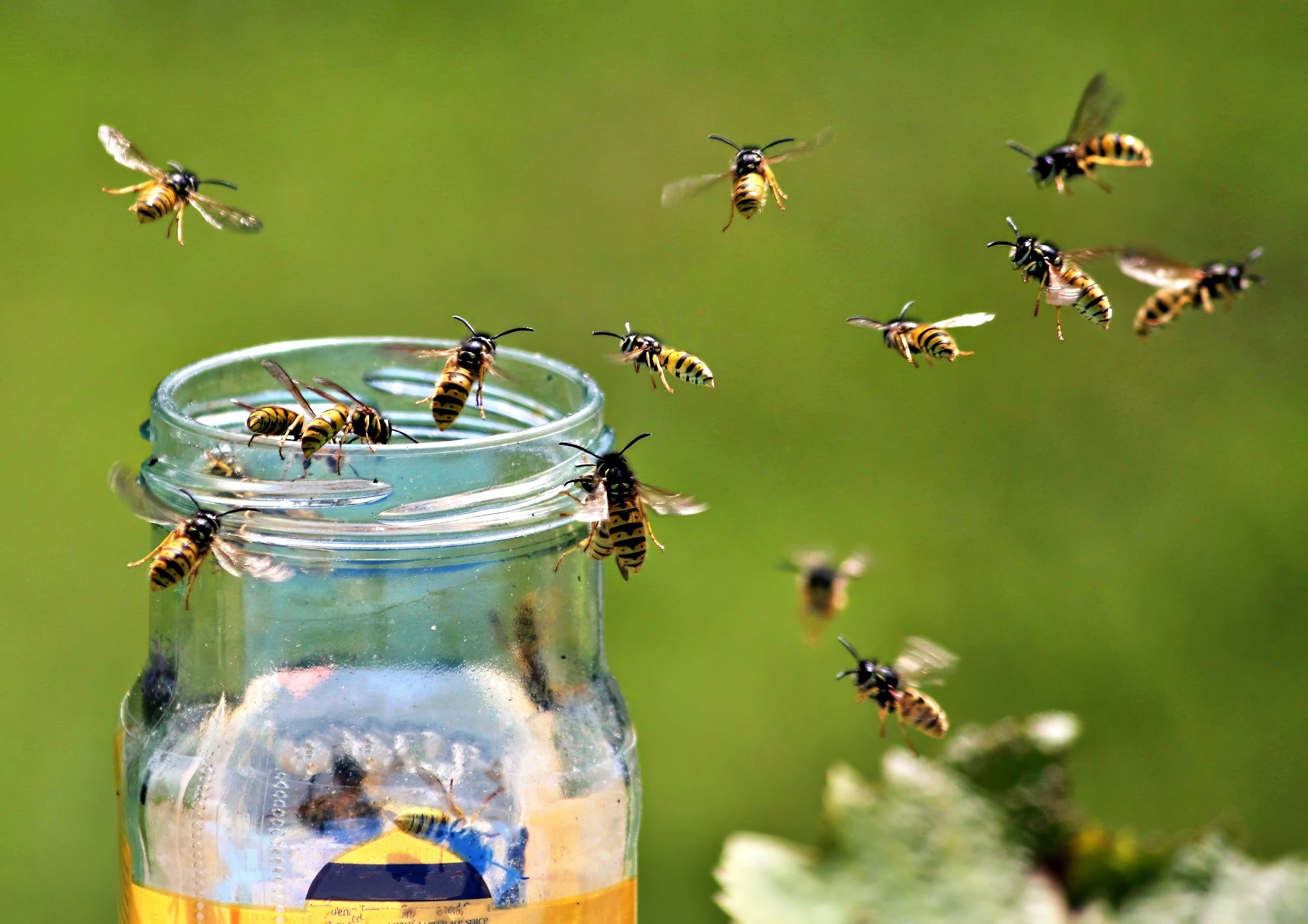 Experts say the increase in numbers is actually a good thing for the environment