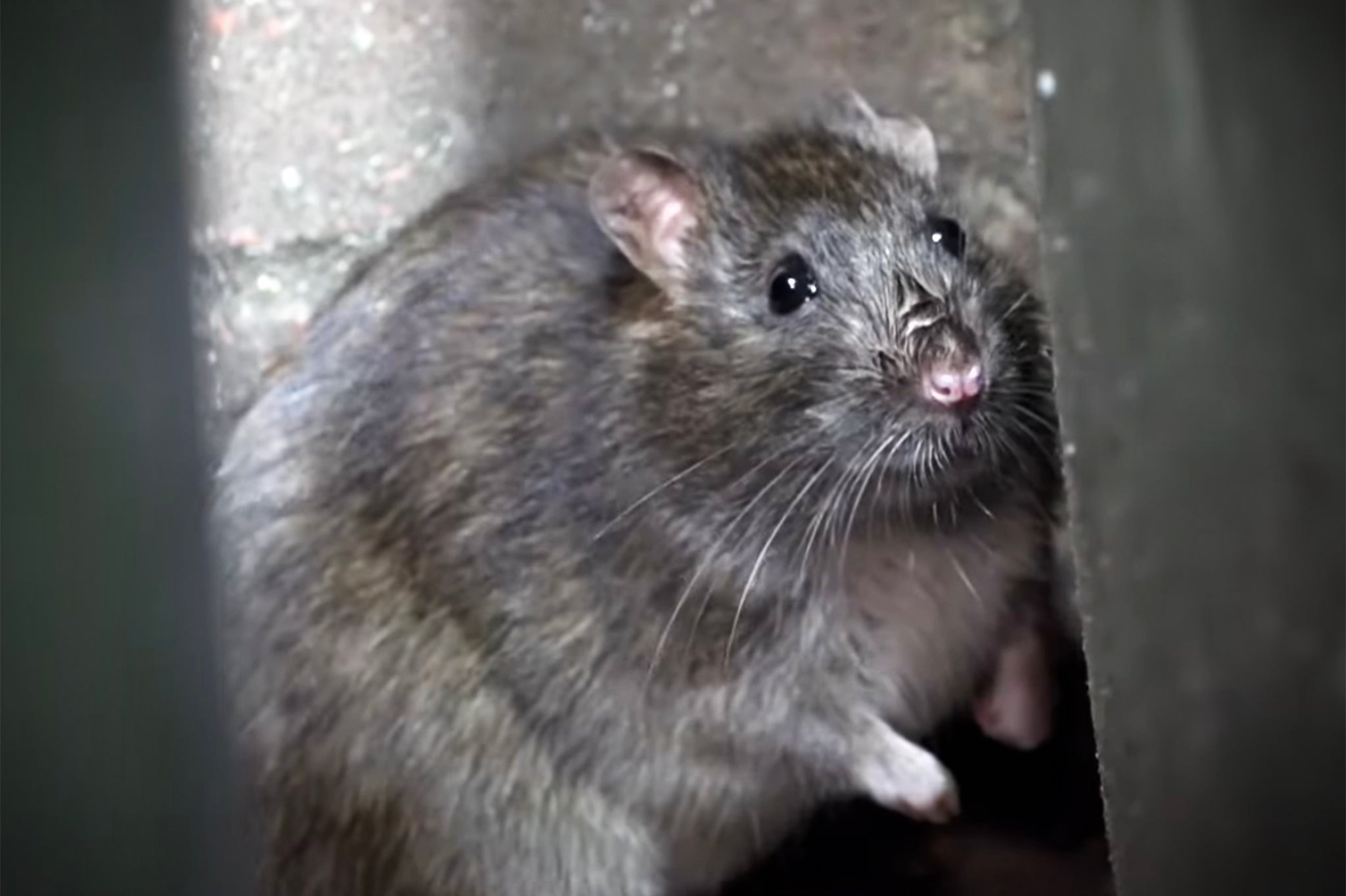 A rat among bins in Birmingham