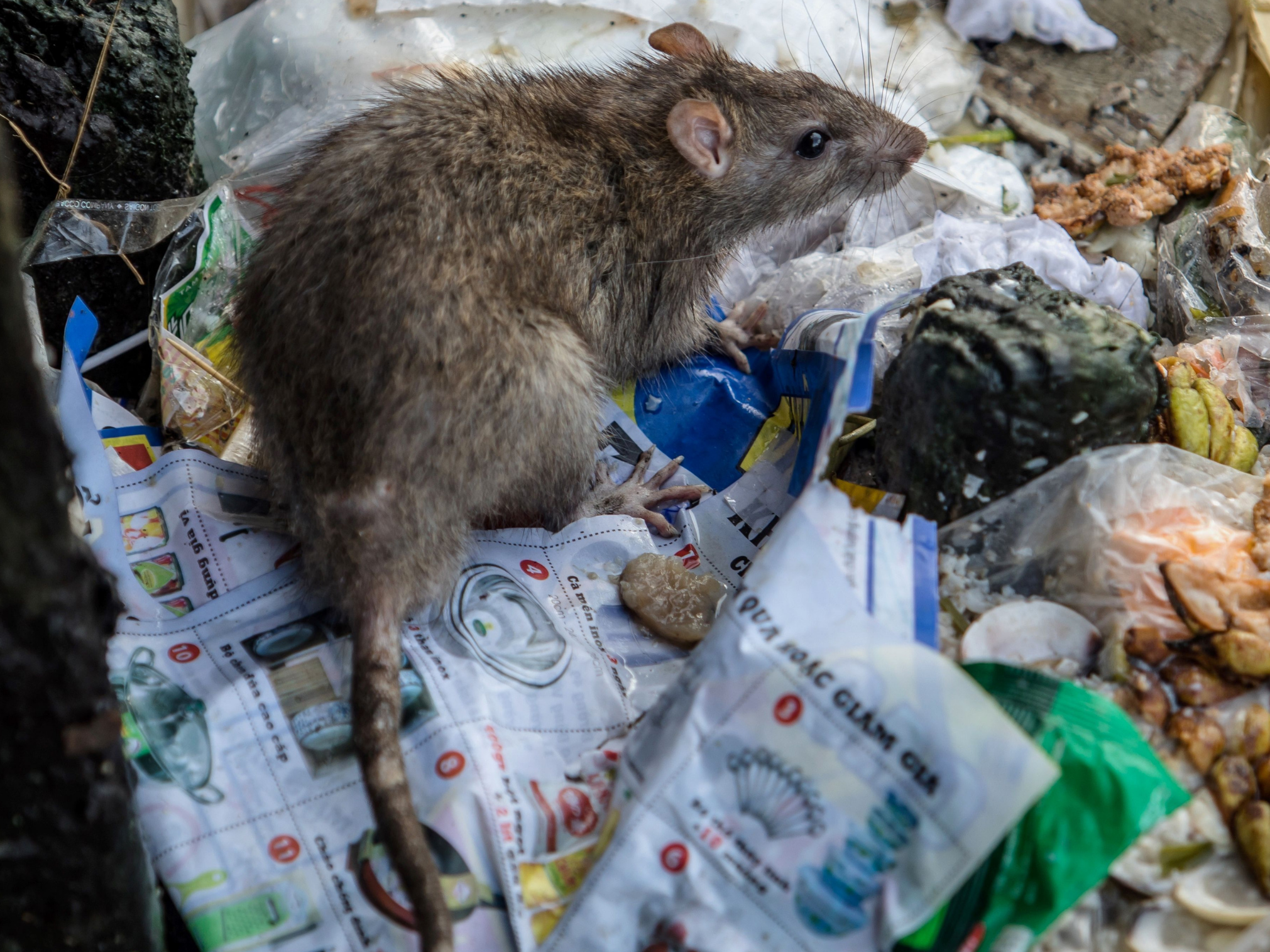 Ecologists say adult rats can weigh up to 600g