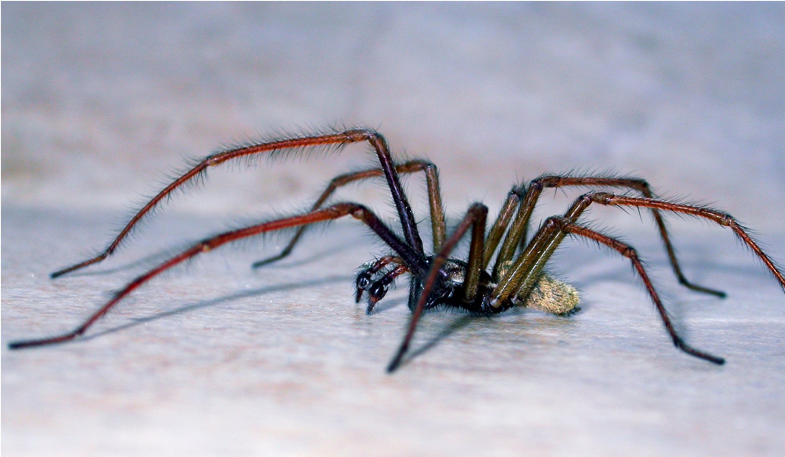 A greater number of spiders have been spotted in homes across the UK this year due to the warm spring weather