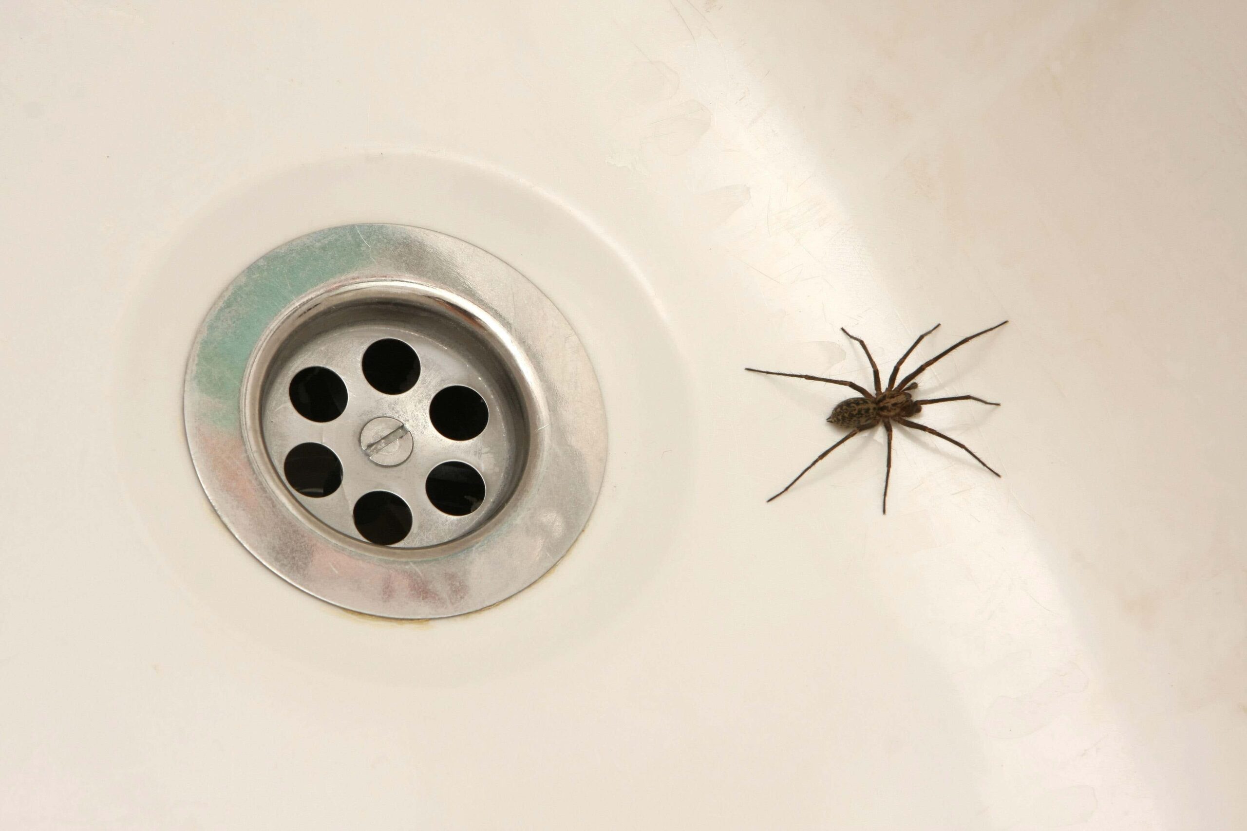 House spiders are most commonly male because they tend to be out searching for their female mate by entering through windows, doors and drain pipes