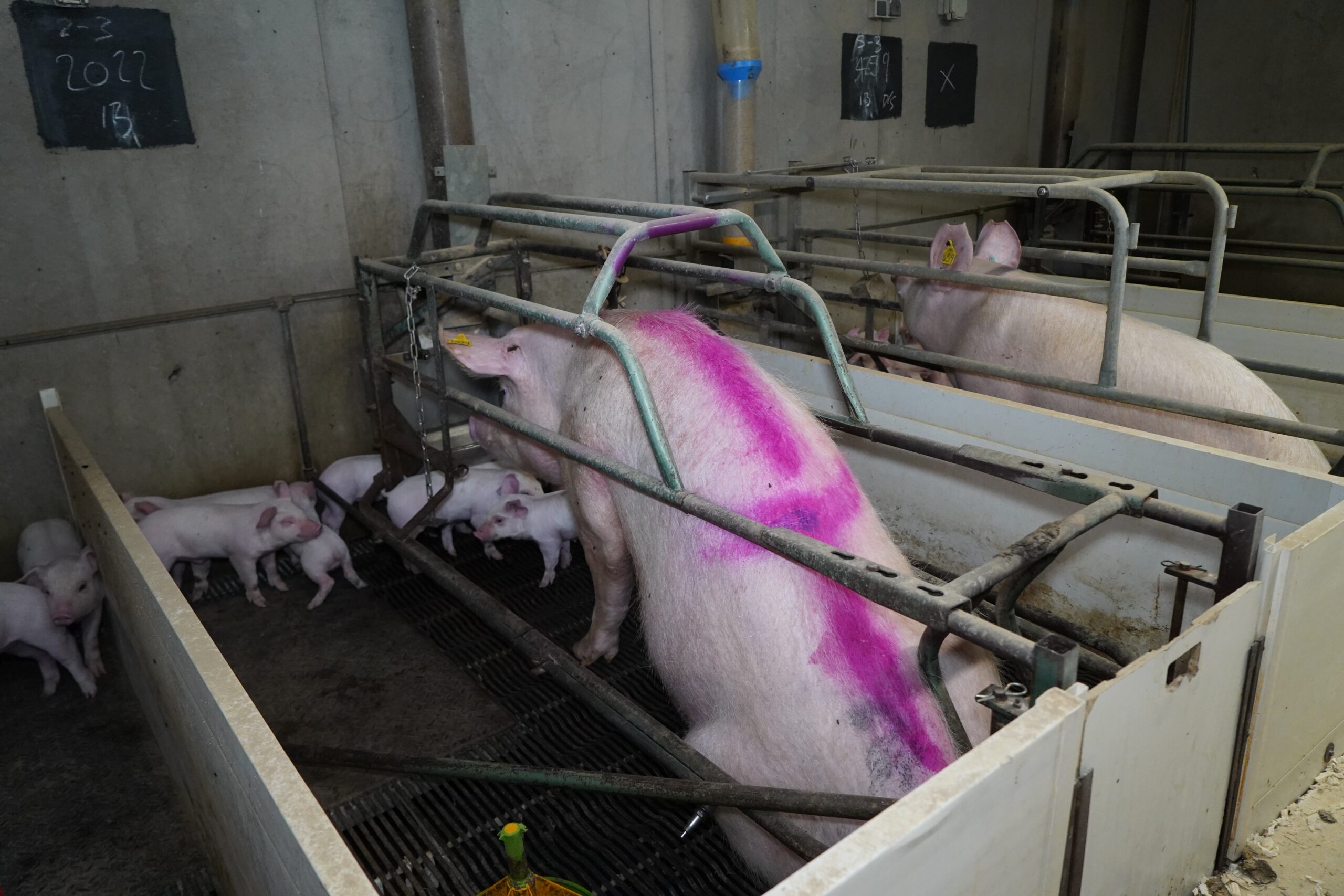 It's estimated the farm has 200 sows confined to farrowing crates