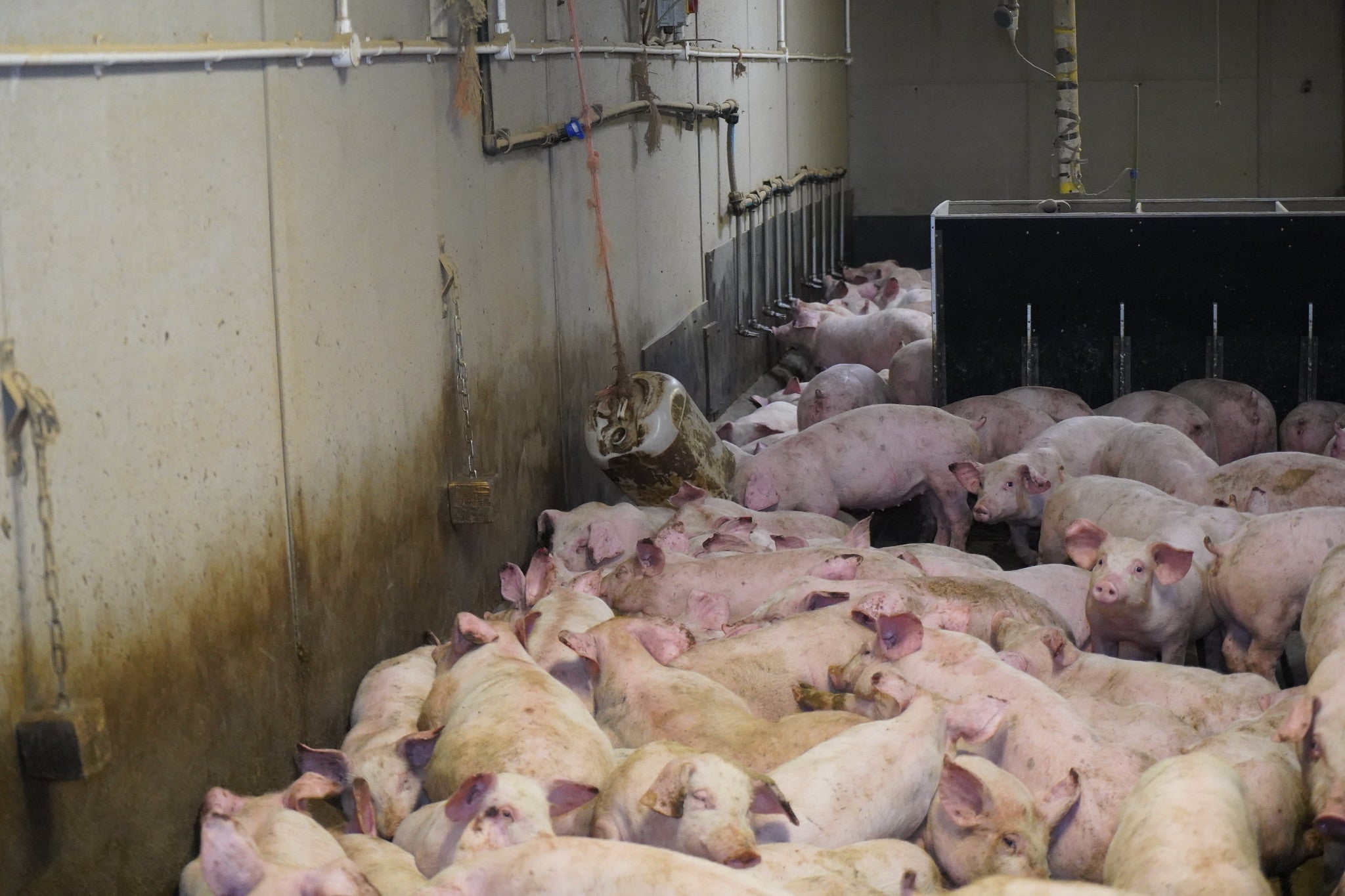 Activists said conditions were filthy