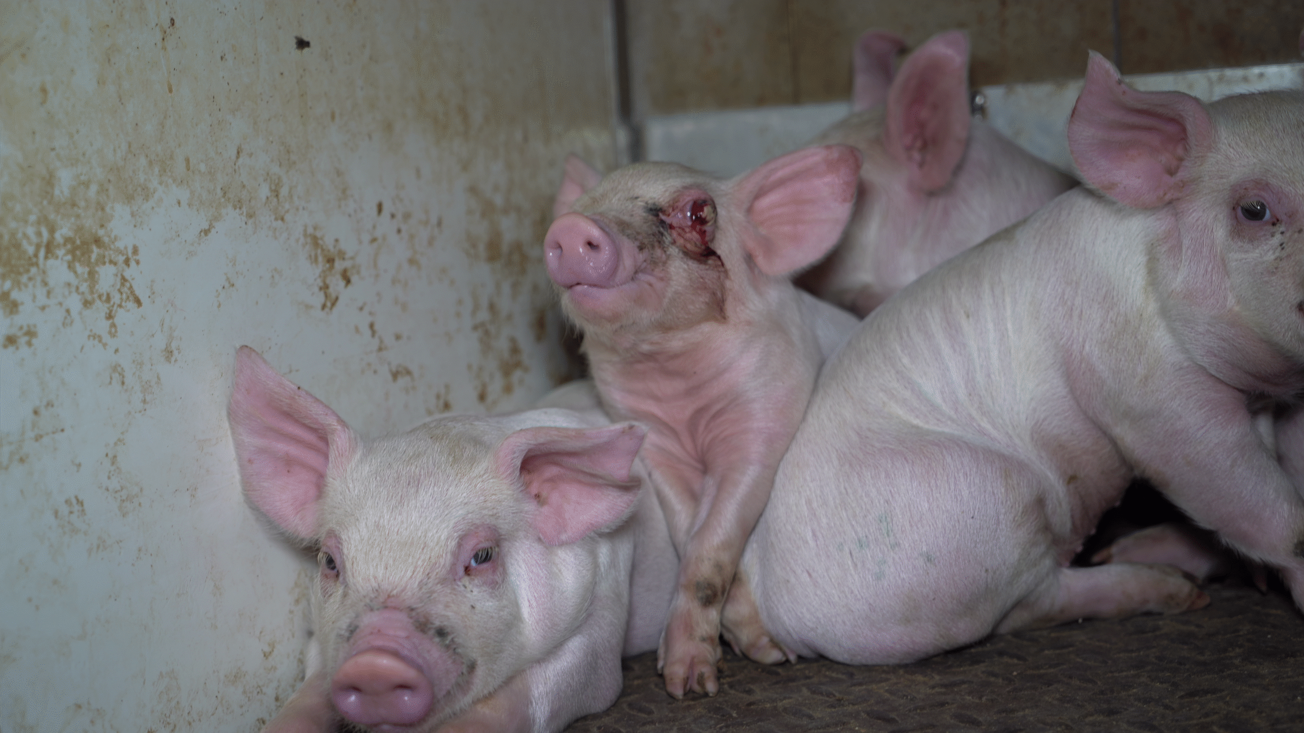 One piglet had an eye that was bleeding and ruptured