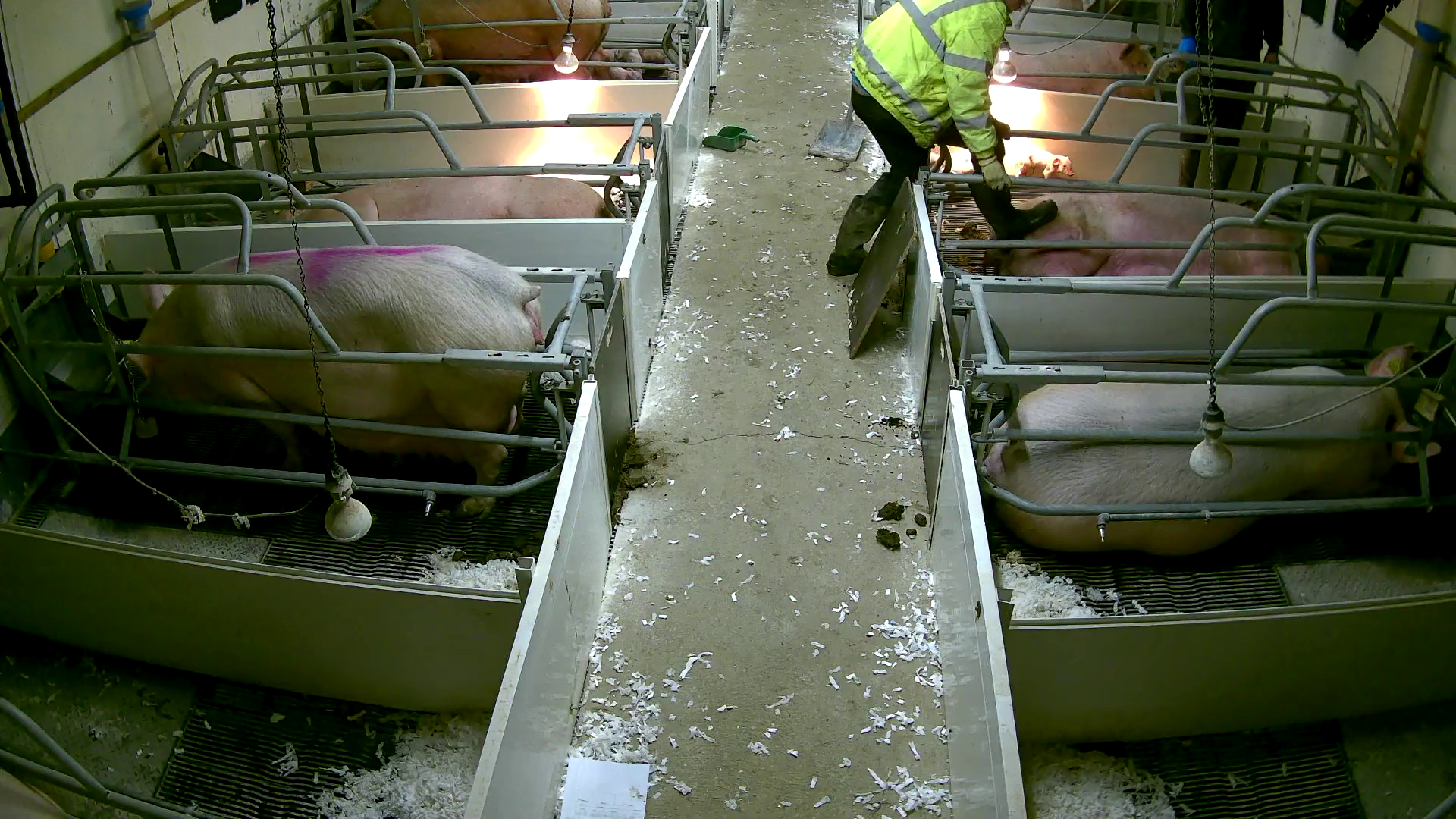 Workers in boots repeatedly kicked a pig that could not get up