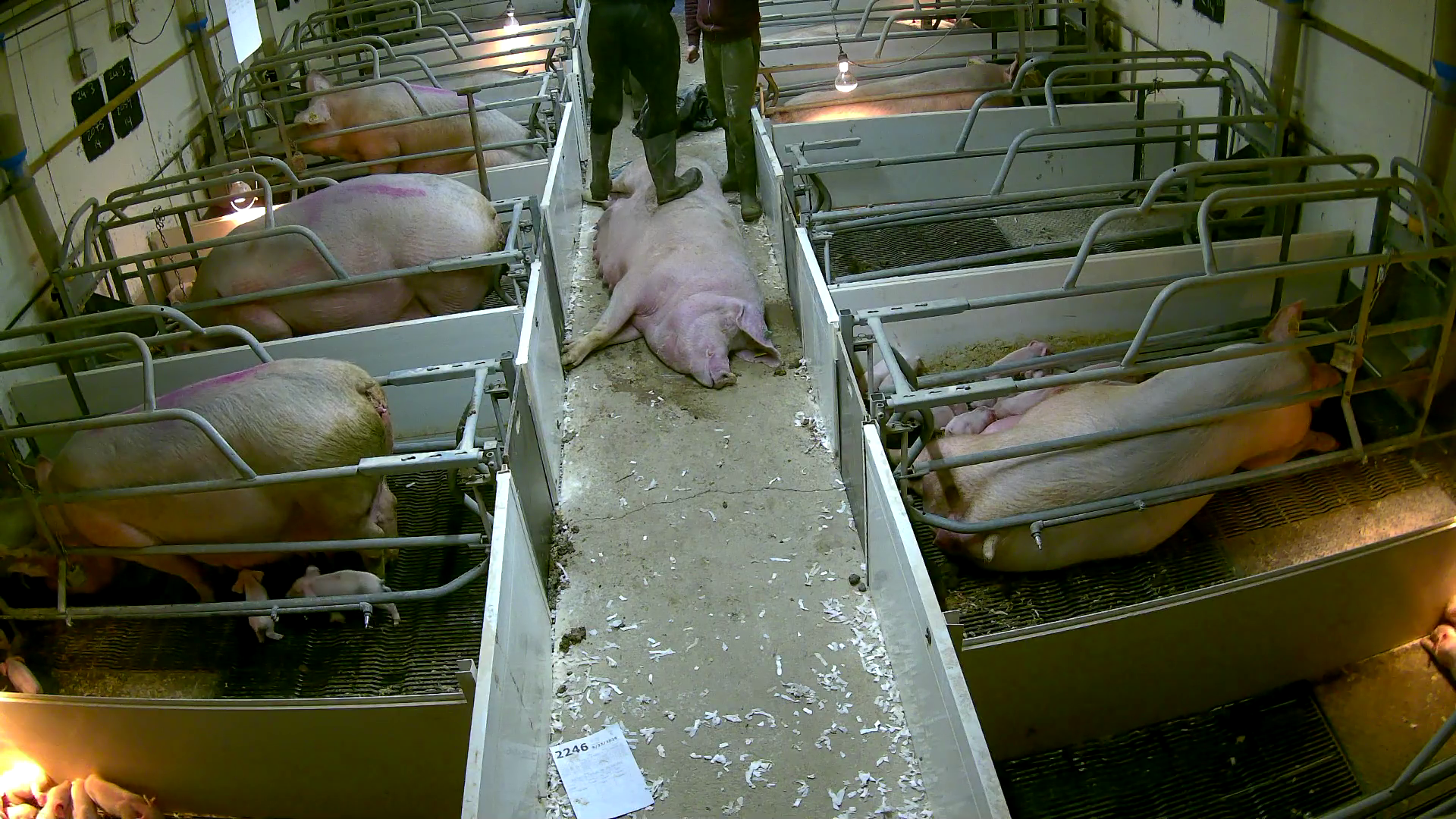 A worker in wellington boots stood with all his weight on a helpless pig, still alive