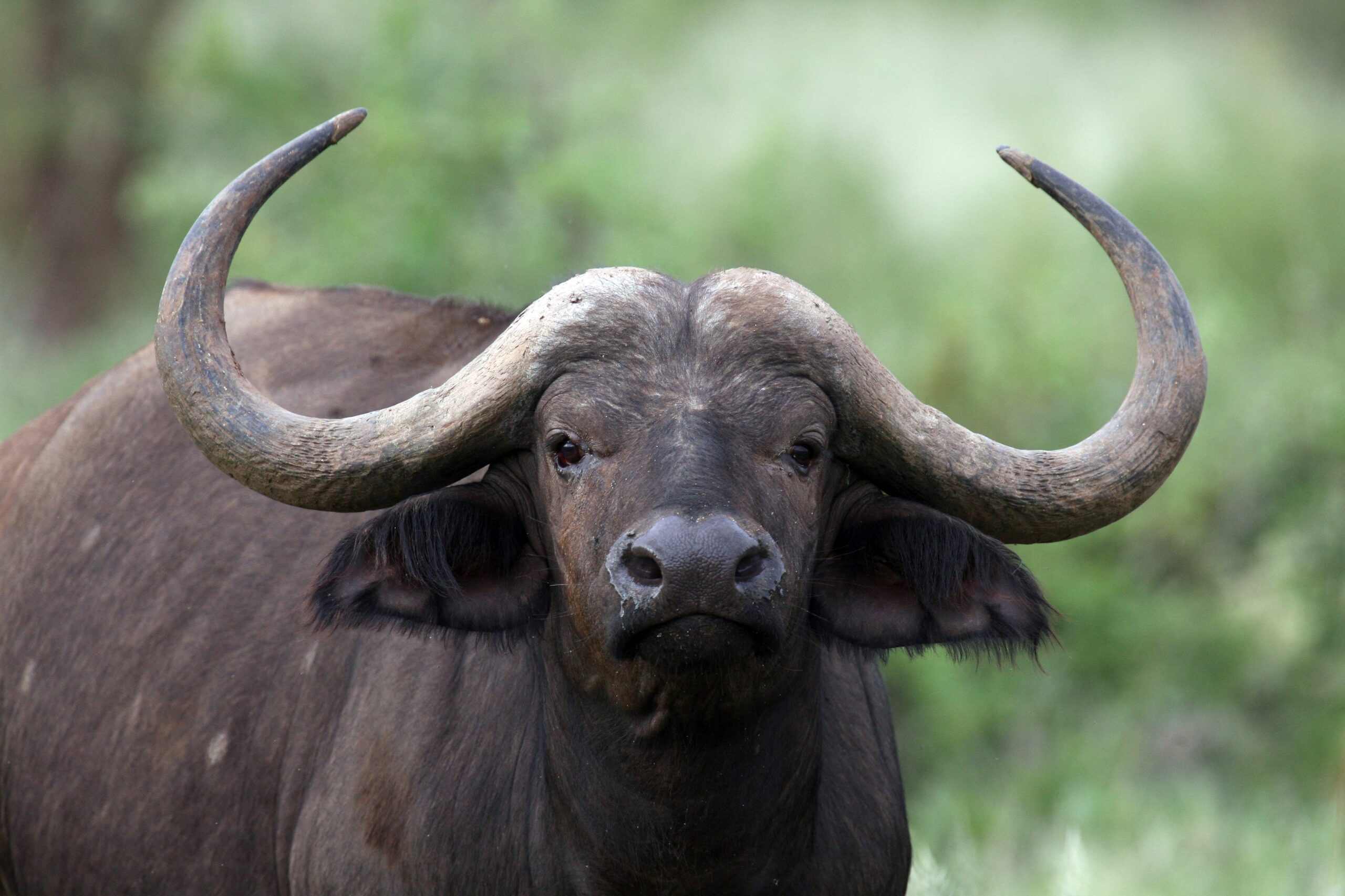 Dick Wildes of St. Mary’s County, Maryland, has owned buffalo for 43 years - but a recent feeding time was not too friendly.