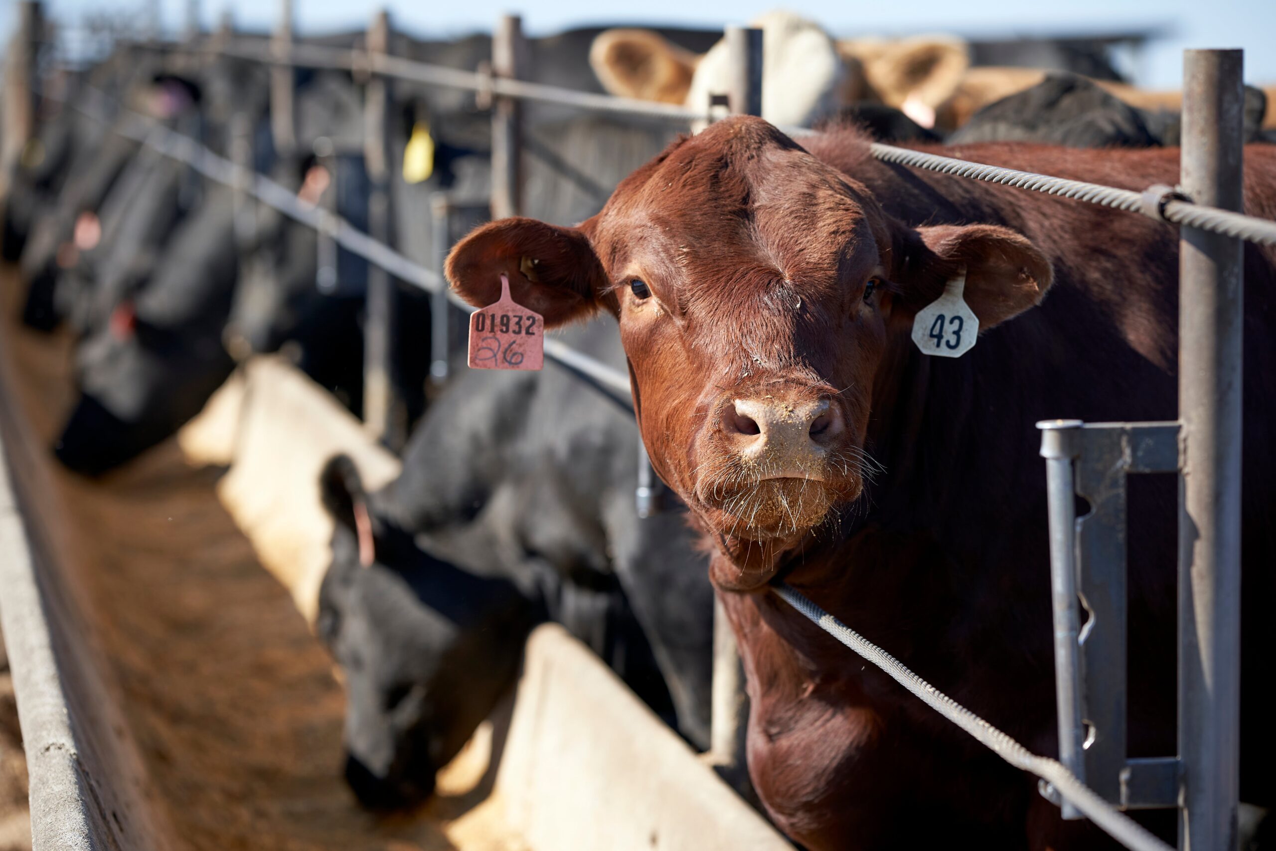 Texas has banned the sale of lab-grown meat for the next two years, even though the product is not popular within the state.
