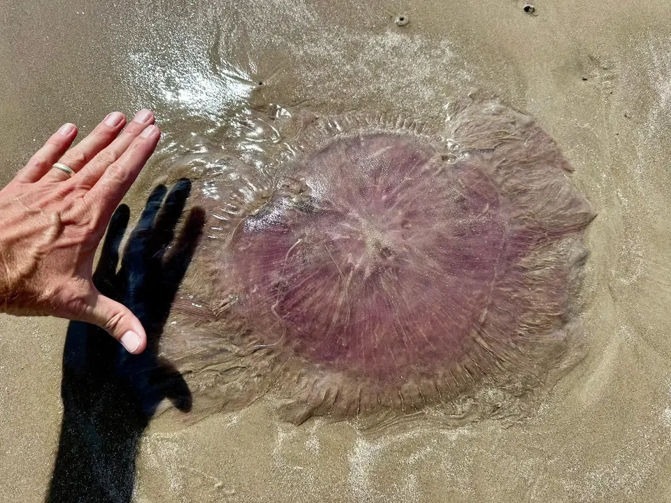 Several rare jellyfish, known as the pink meanie, were spotted washed up on a Texas beach earlier this week. The jellyfish can weigh up to 50 pounds and have alarmingly long tentacles, stretching to 70 feet