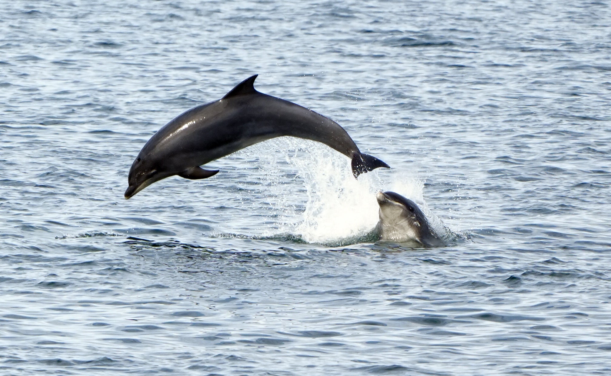 People should try to stay at least 100 metres, or 330 feet, away from marine mammals while in the ocean