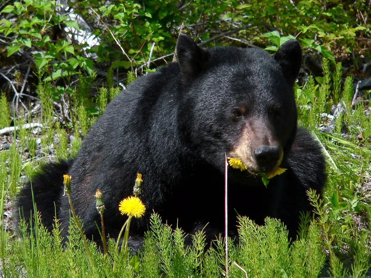 An elderly man in Arkansas has died after he was attacked by a black bear while riding his tractor earlier this month, officials said