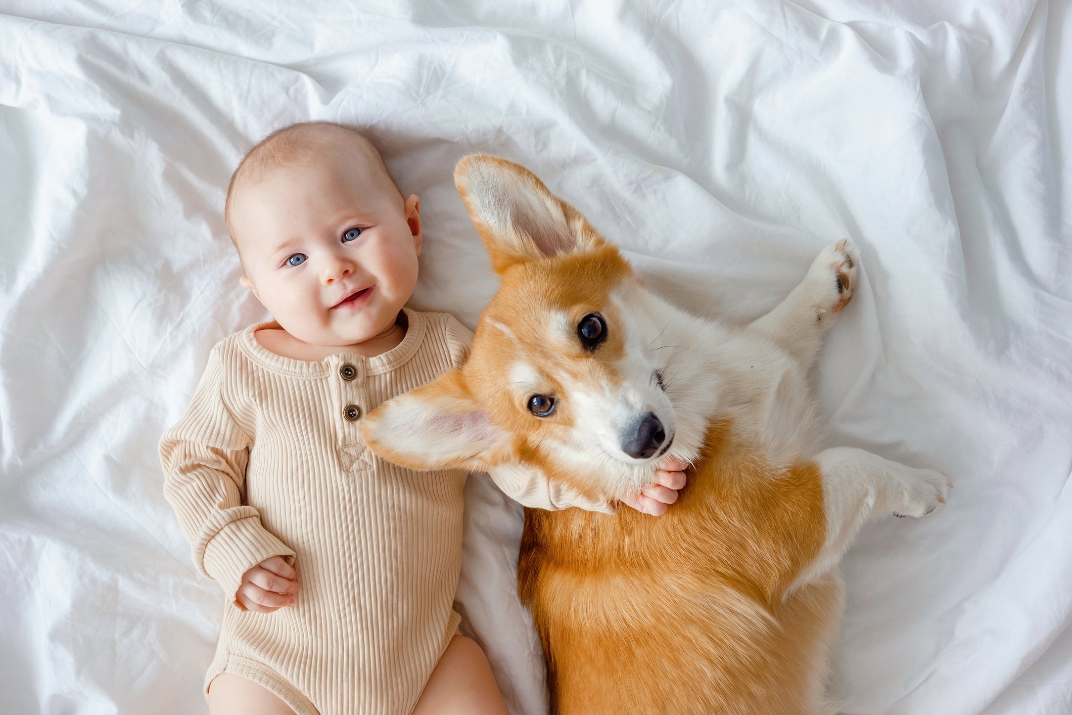 Researchers said it remained unclear why exposure to dog allergens improved lung function