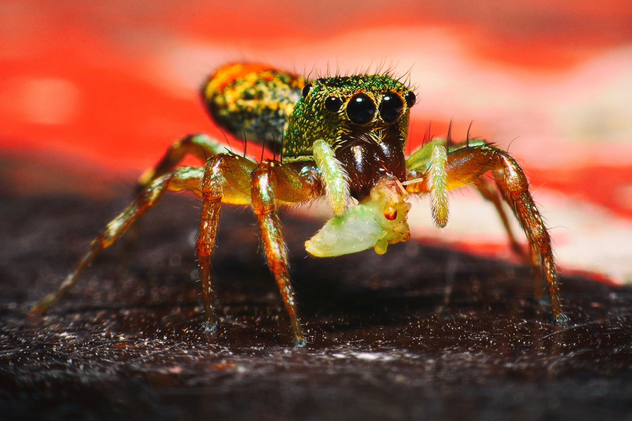 Peacock spiders have triple the amount of ‘dark DNA’ that humans have