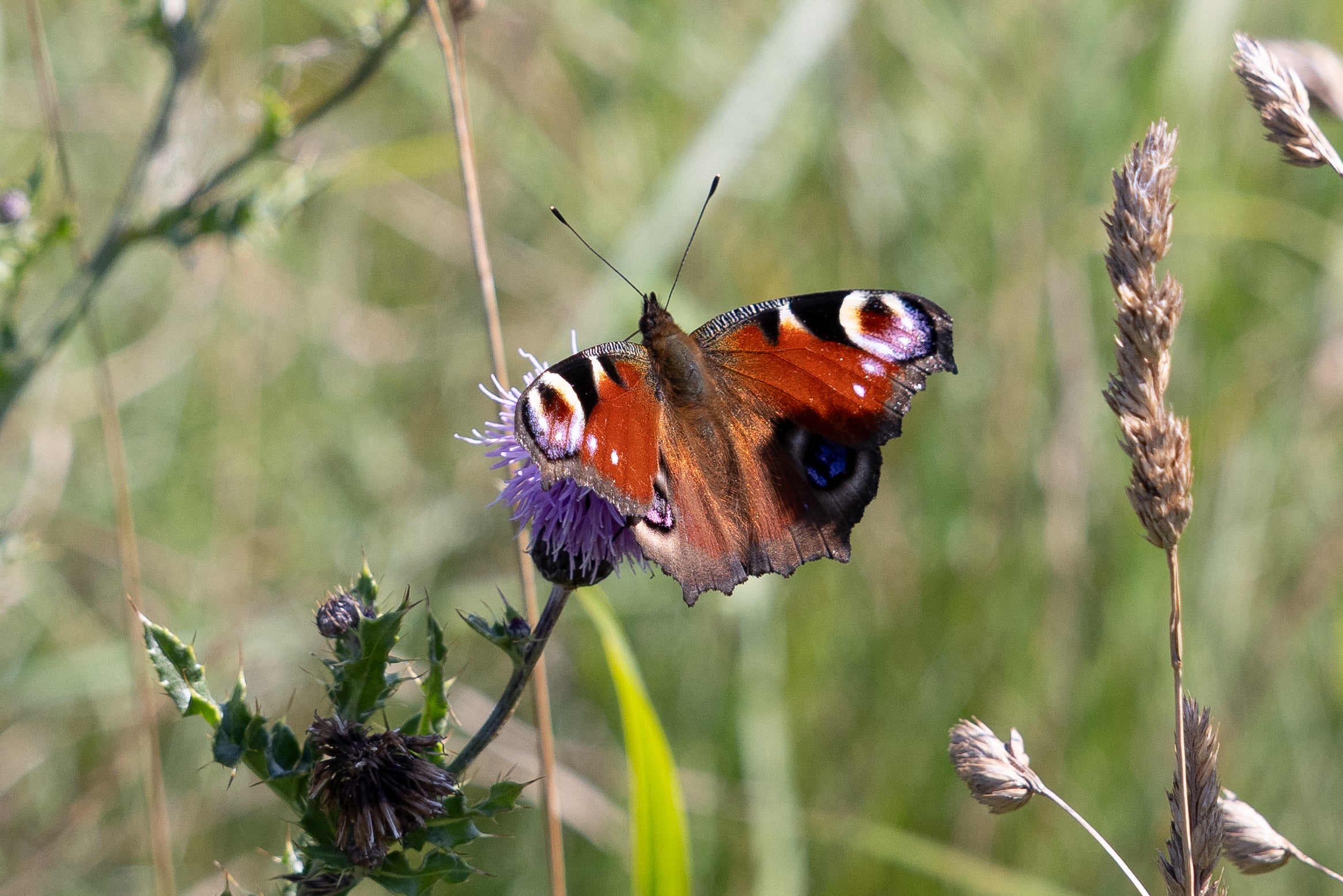 Around £8 million has been raised so far but they need £22 million more to buy the estate in its entirety