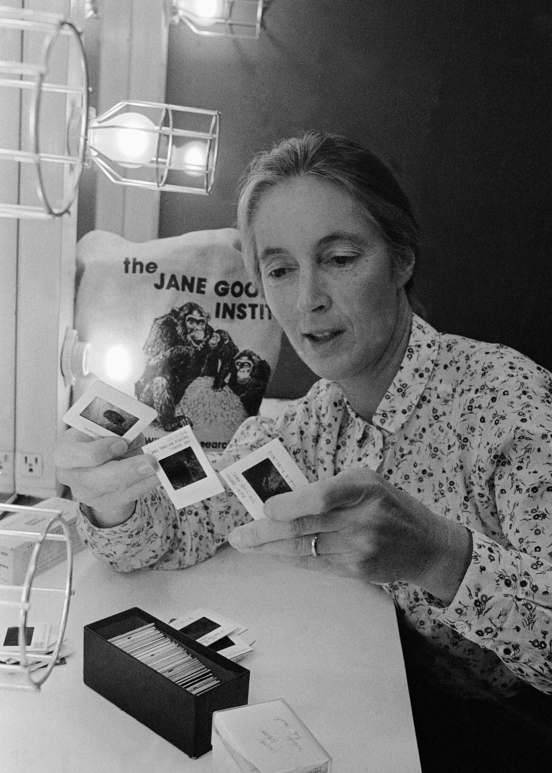 Jane Goodall in Chicago in 1982